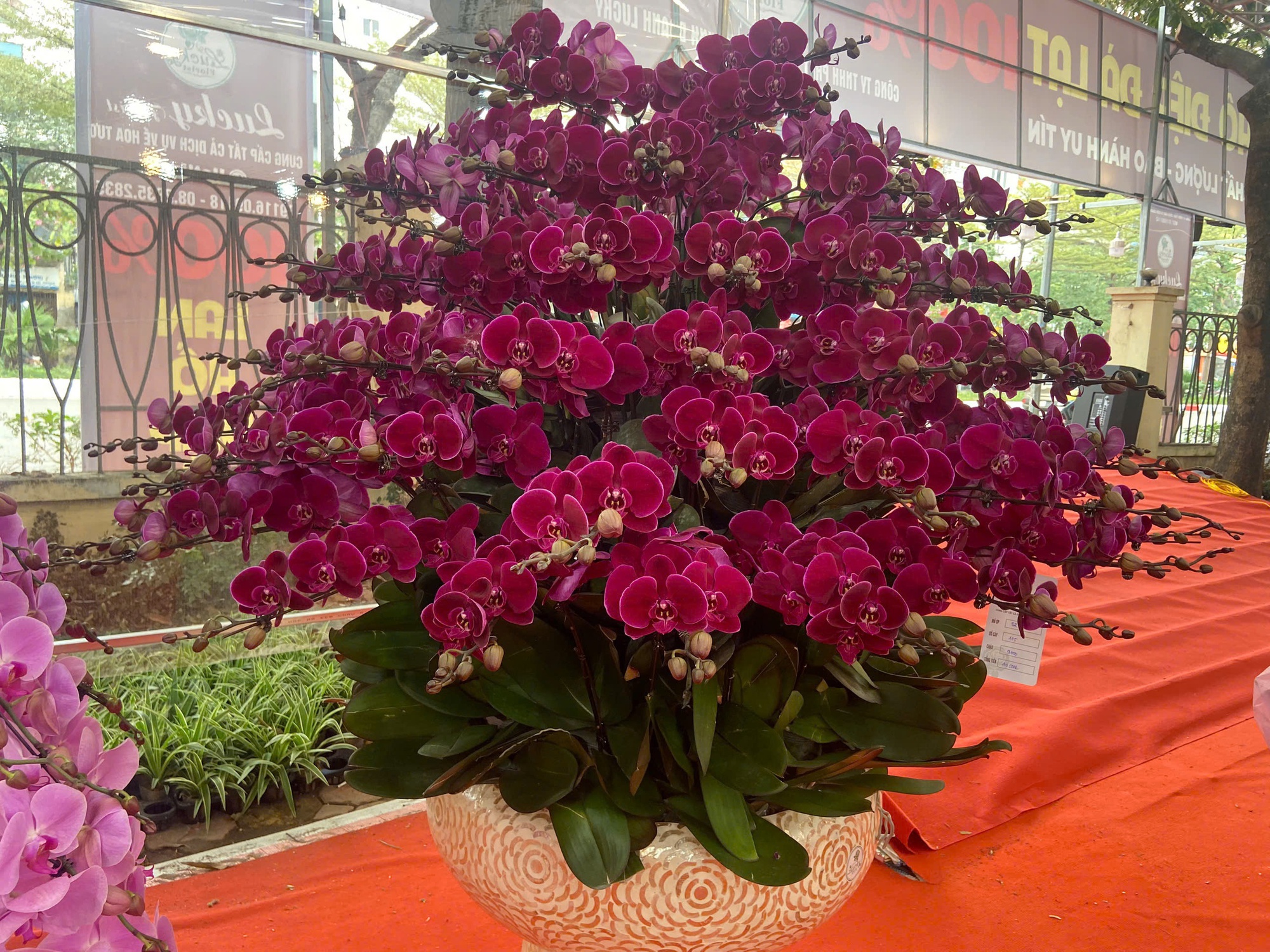 Lan Hồ Điệp Tết 2026: Giá leo thang những ngày cận kề năm mới- Ảnh 5.