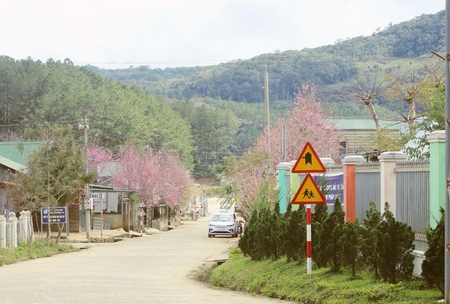 Nơi mùa xuân rực rỡ mai anh đào, hút khách check-in- Ảnh 4. Nơi mùa xuân rực rỡ mai anh đào, hút khách check-in- Ảnh 4.