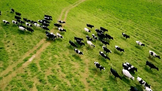 TH true MILK và năm của những dấu ấn tự hào- Ảnh 3. TH true MILK và năm của những dấu ấn tự hào- Ảnh 3.