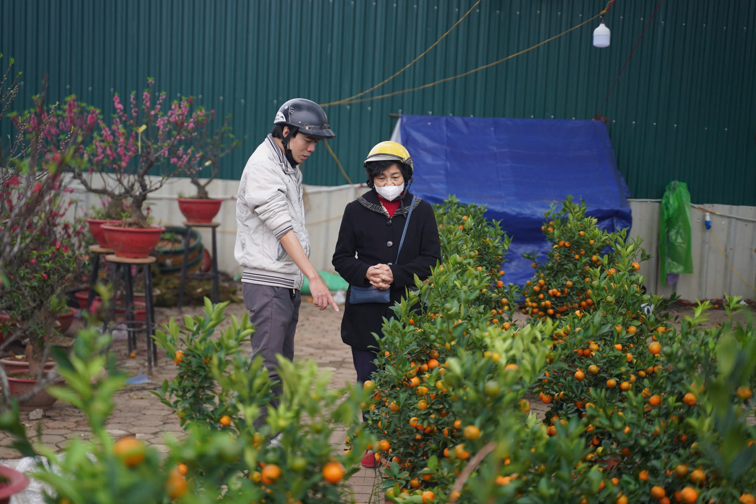 Người dân háo hức đi săn đào quất "đồng giá'- Ảnh 3.