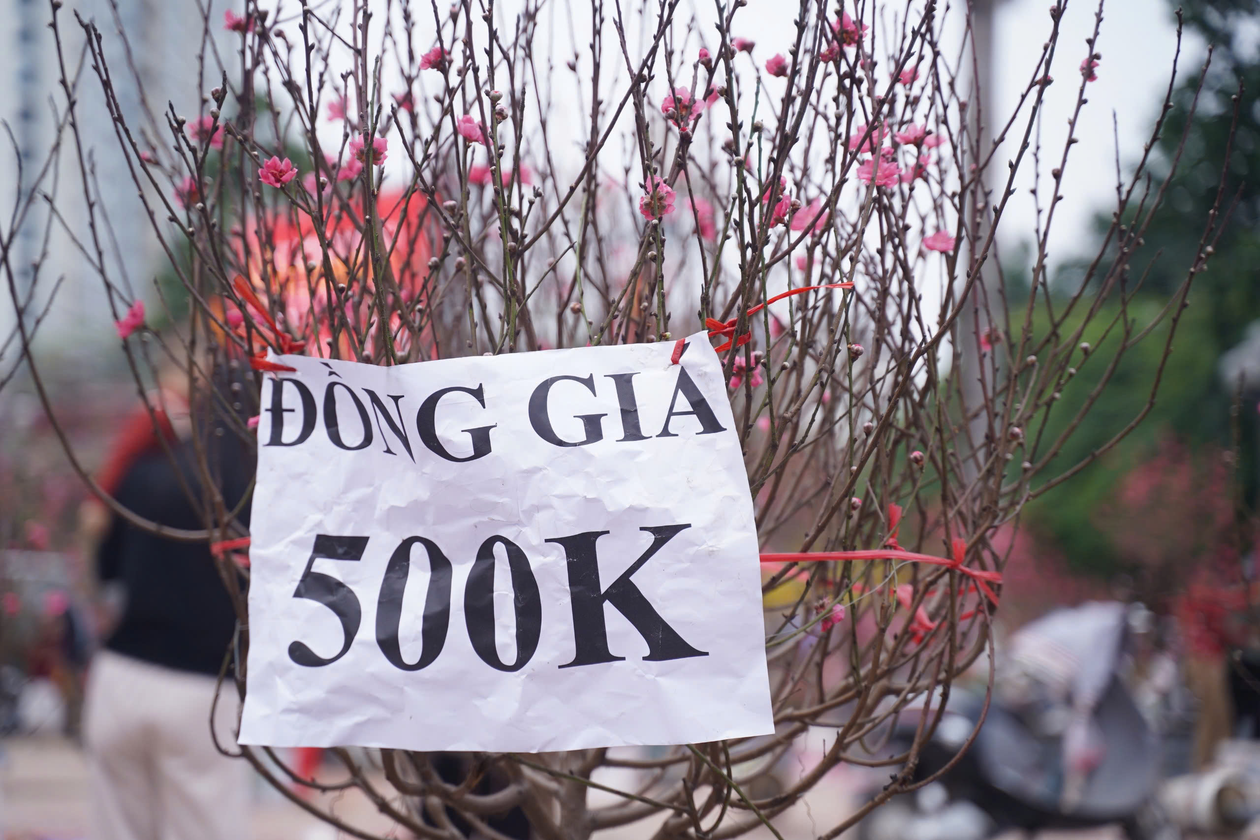 Người dân háo hức đi săn đào quất "đồng giá'- Ảnh 9.