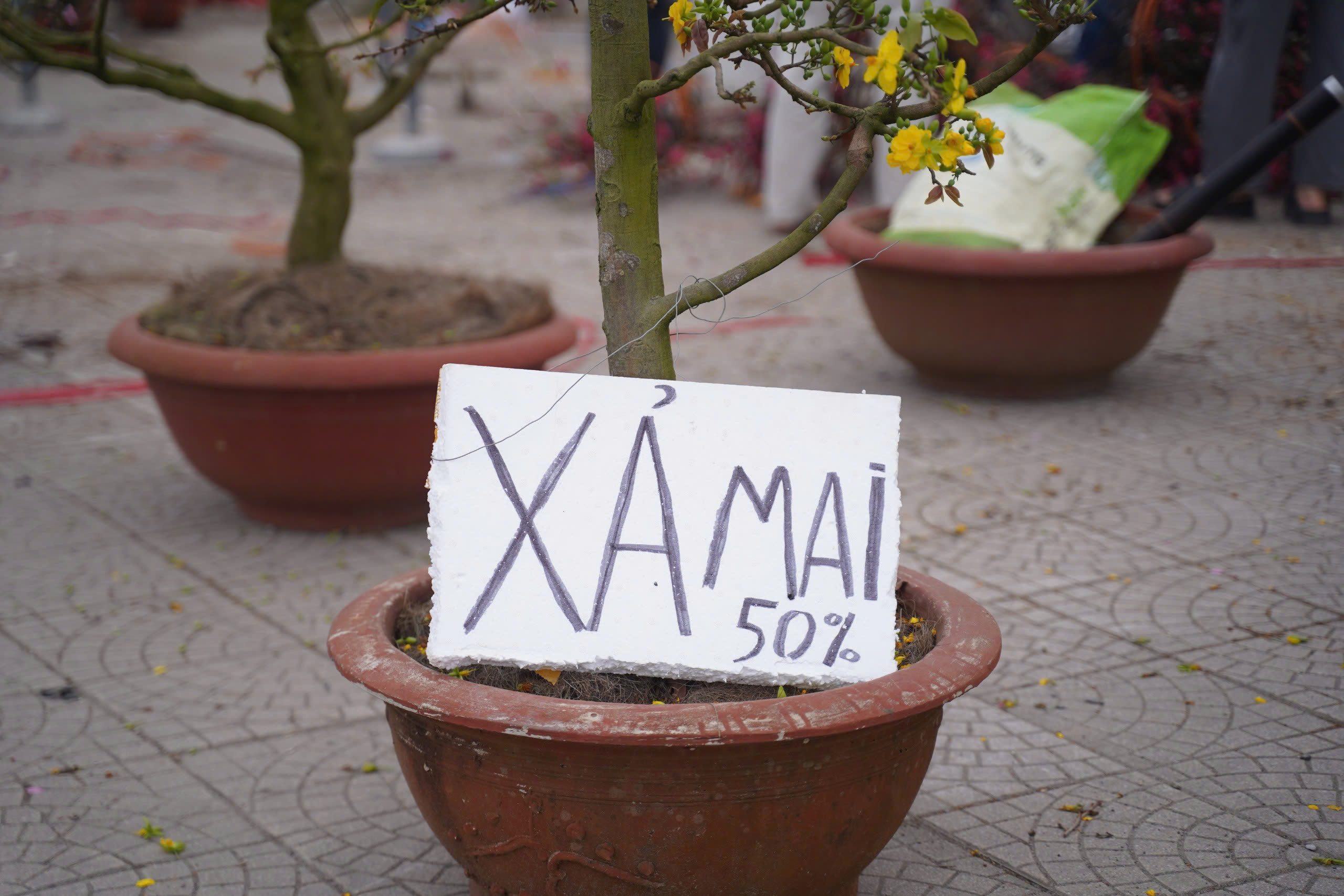 Người dân háo hức đi săn đào quất "đồng giá'- Ảnh 8.