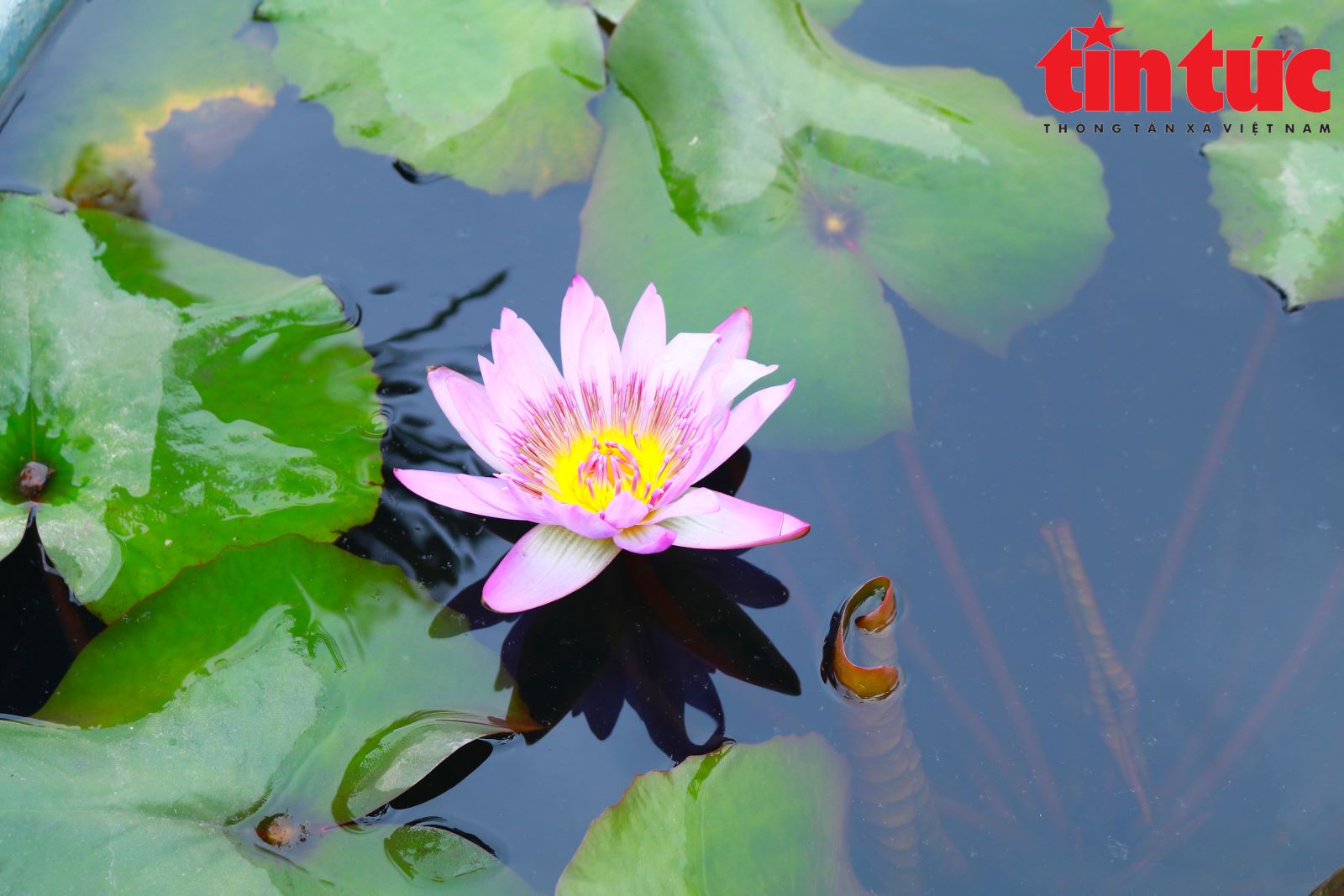 Khách quốc tế nô nức ghé thăm ngôi chùa cổ nhất Hà Nội dịp Tết Bính Ngọ- Ảnh 8.