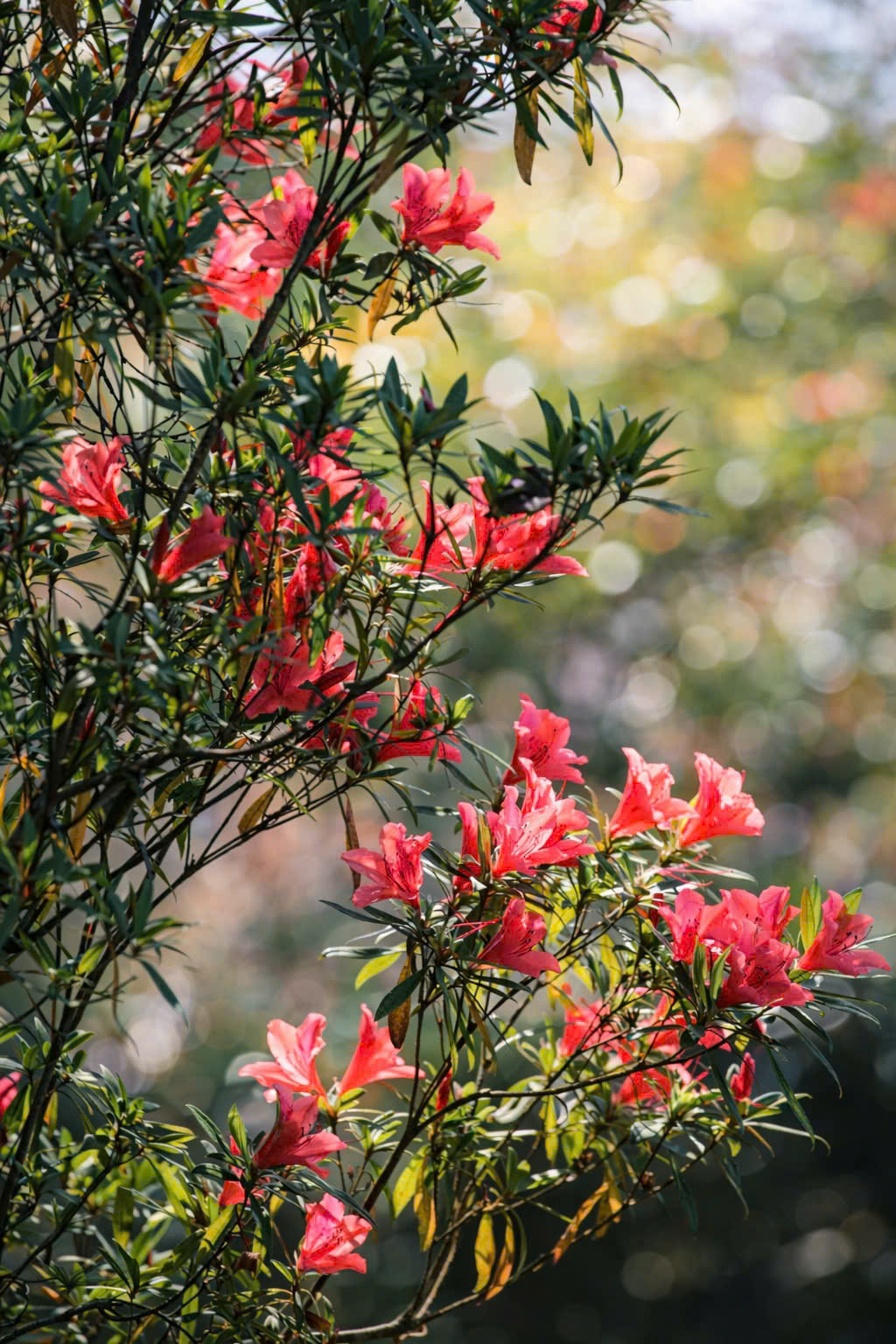 Say đắm sắc hoa mùa xuân giữa đại ngàn Bạch Mã- Ảnh 4. Say đắm sắc hoa mùa xuân giữa đại ngàn Bạch Mã- Ảnh 4.