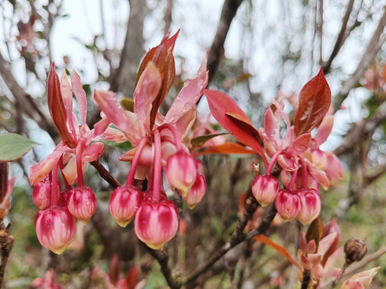 Say đắm sắc hoa mùa xuân giữa đại ngàn Bạch Mã- Ảnh 1. Say đắm sắc hoa mùa xuân giữa đại ngàn Bạch Mã- Ảnh 1.