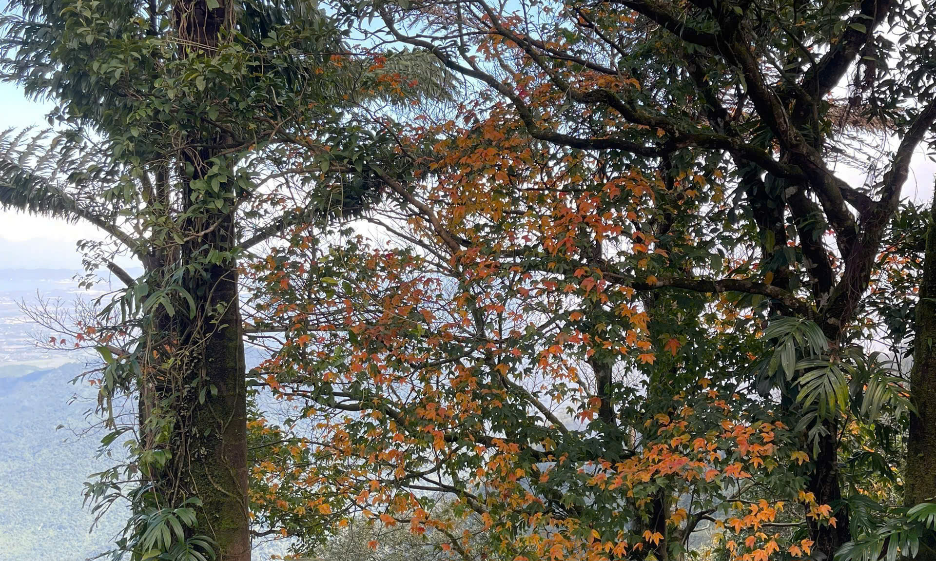 Say đắm sắc hoa mùa xuân giữa đại ngàn Bạch Mã- Ảnh 5. Say đắm sắc hoa mùa xuân giữa đại ngàn Bạch Mã- Ảnh 5.