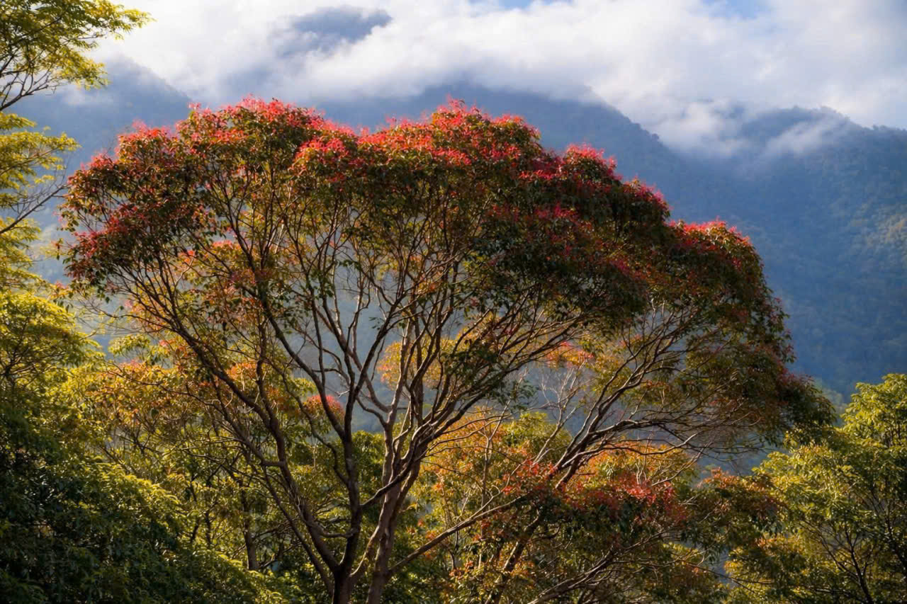 Say đắm sắc hoa mùa xuân giữa đại ngàn Bạch Mã- Ảnh 6. Say đắm sắc hoa mùa xuân giữa đại ngàn Bạch Mã- Ảnh 6.