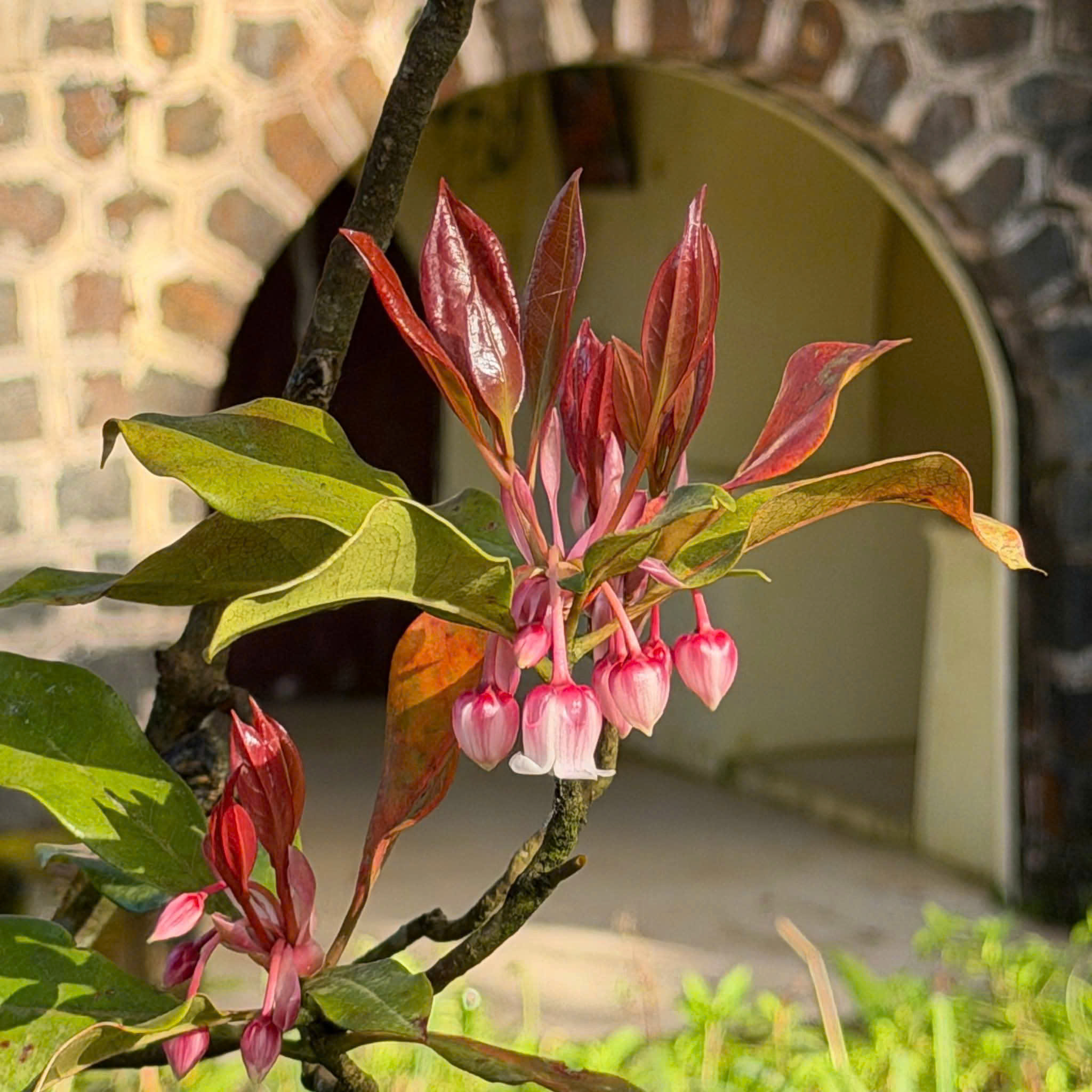 Say đắm sắc hoa mùa xuân giữa đại ngàn Bạch Mã- Ảnh 8. Say đắm sắc hoa mùa xuân giữa đại ngàn Bạch Mã- Ảnh 8.