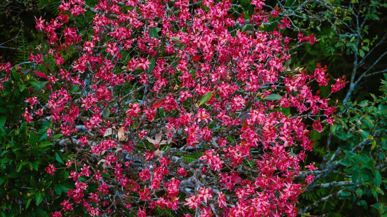 Say đắm sắc hoa mùa xuân giữa đại ngàn Bạch Mã- Ảnh 7. Say đắm sắc hoa mùa xuân giữa đại ngàn Bạch Mã- Ảnh 7.