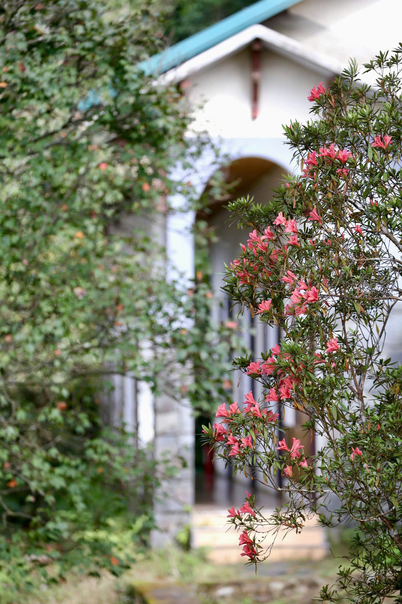 Say đắm sắc hoa mùa xuân giữa đại ngàn Bạch Mã- Ảnh 3. Say đắm sắc hoa mùa xuân giữa đại ngàn Bạch Mã- Ảnh 3.