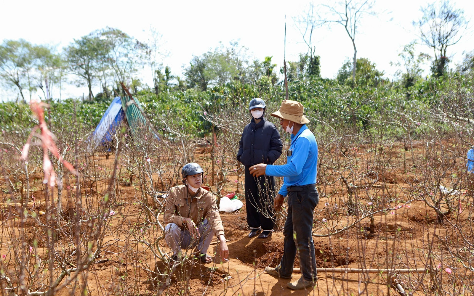 Cận Tết, làng nho ở Khánh Hòa tất bật vào vụ quan trọng nhất năm, nông dân kỳ vọng Tết đủ đầy- Ảnh 7. Đào Buôn Hồ vào vụ Tết: Hoa đẹp, thương lái đặt cọc sớm