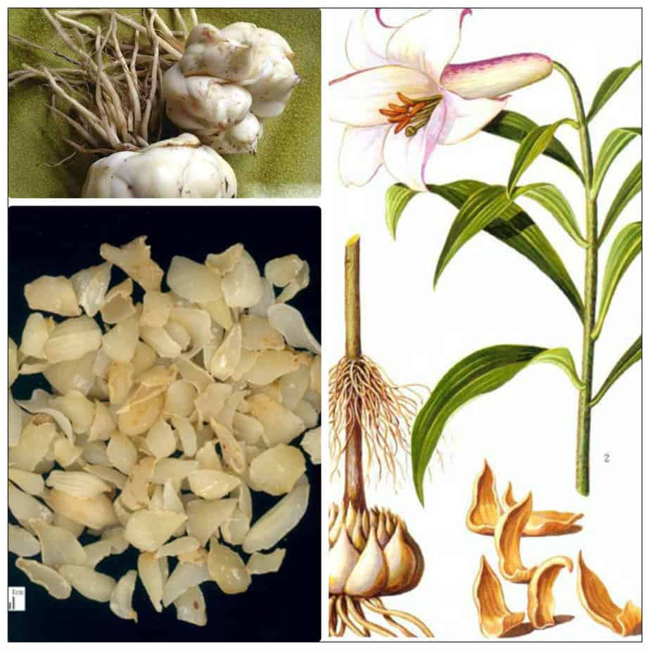 6 món ăn bài thuốc giúp giảm đau họng- Ảnh 3.