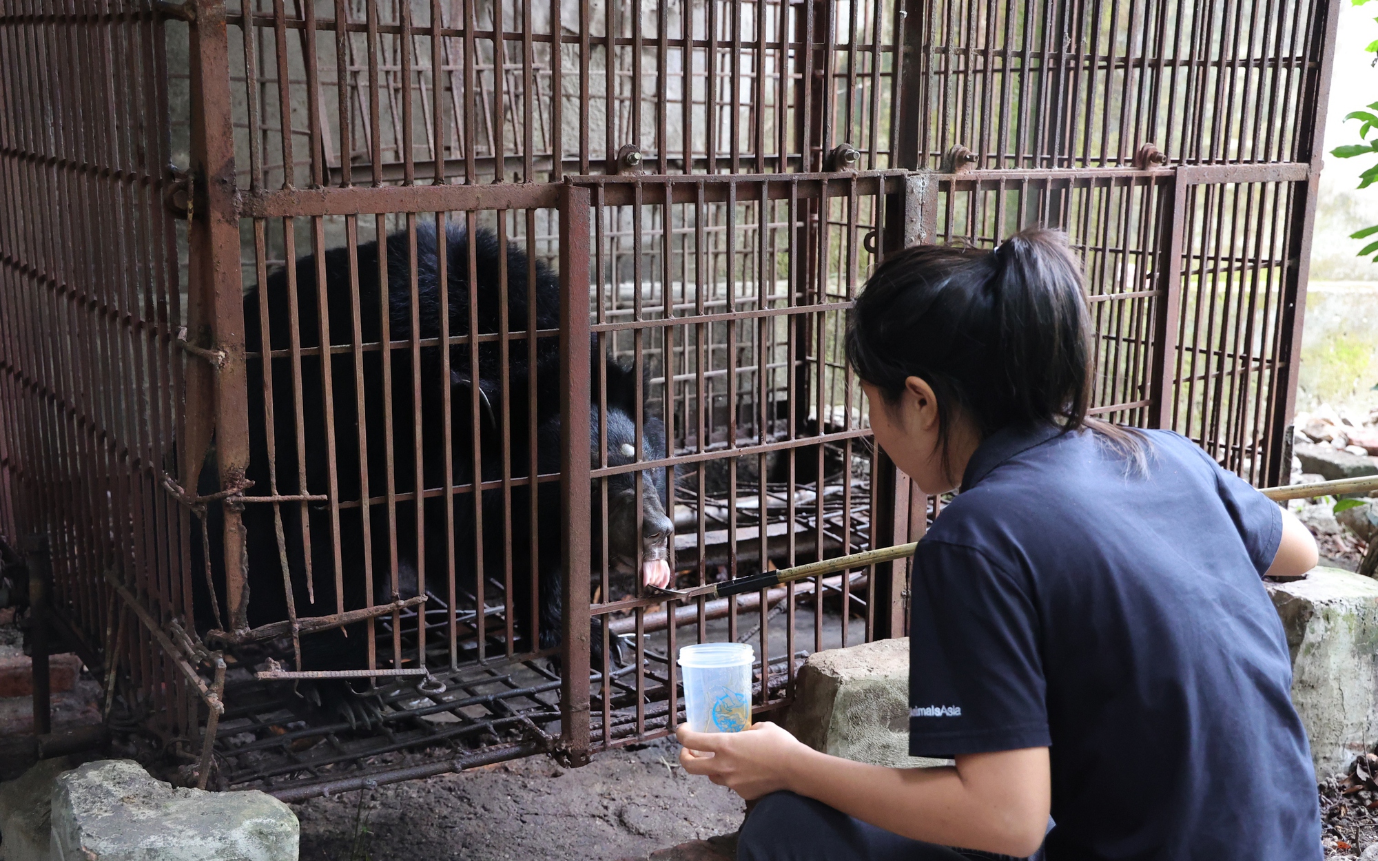 Cận cảnh cứu hộ 4 cá thể gấu quý hiếm về Vườn quốc gia Bạch Mã- Ảnh 13. Trung tâm Cứu hộ gấu Việt Nam tiếp nhận, chăm sóc một cá thể gấu ngựa