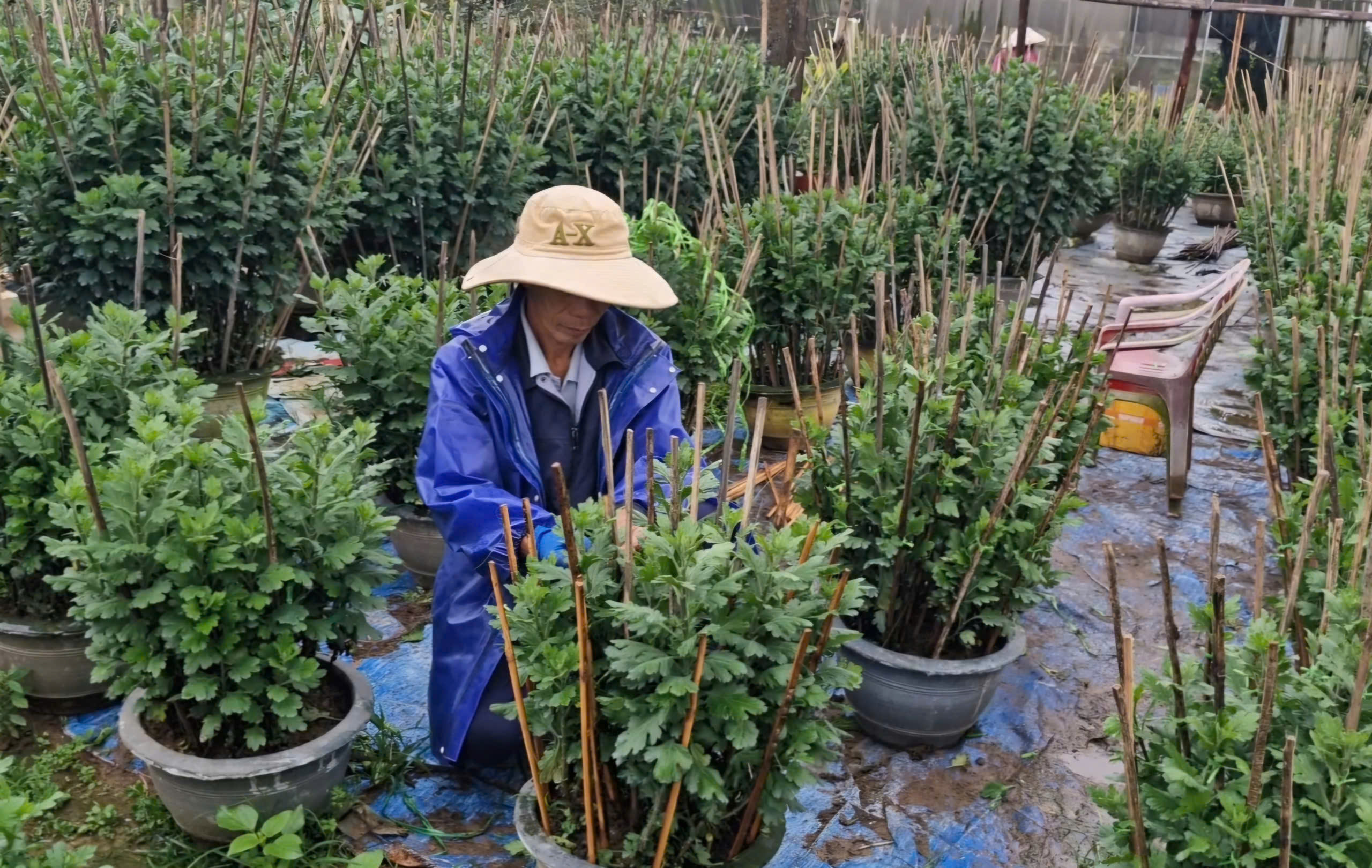 Cận Tết ở làng trồng hoa nổi tiếng bên bờ sông Hiếu- Ảnh 1.