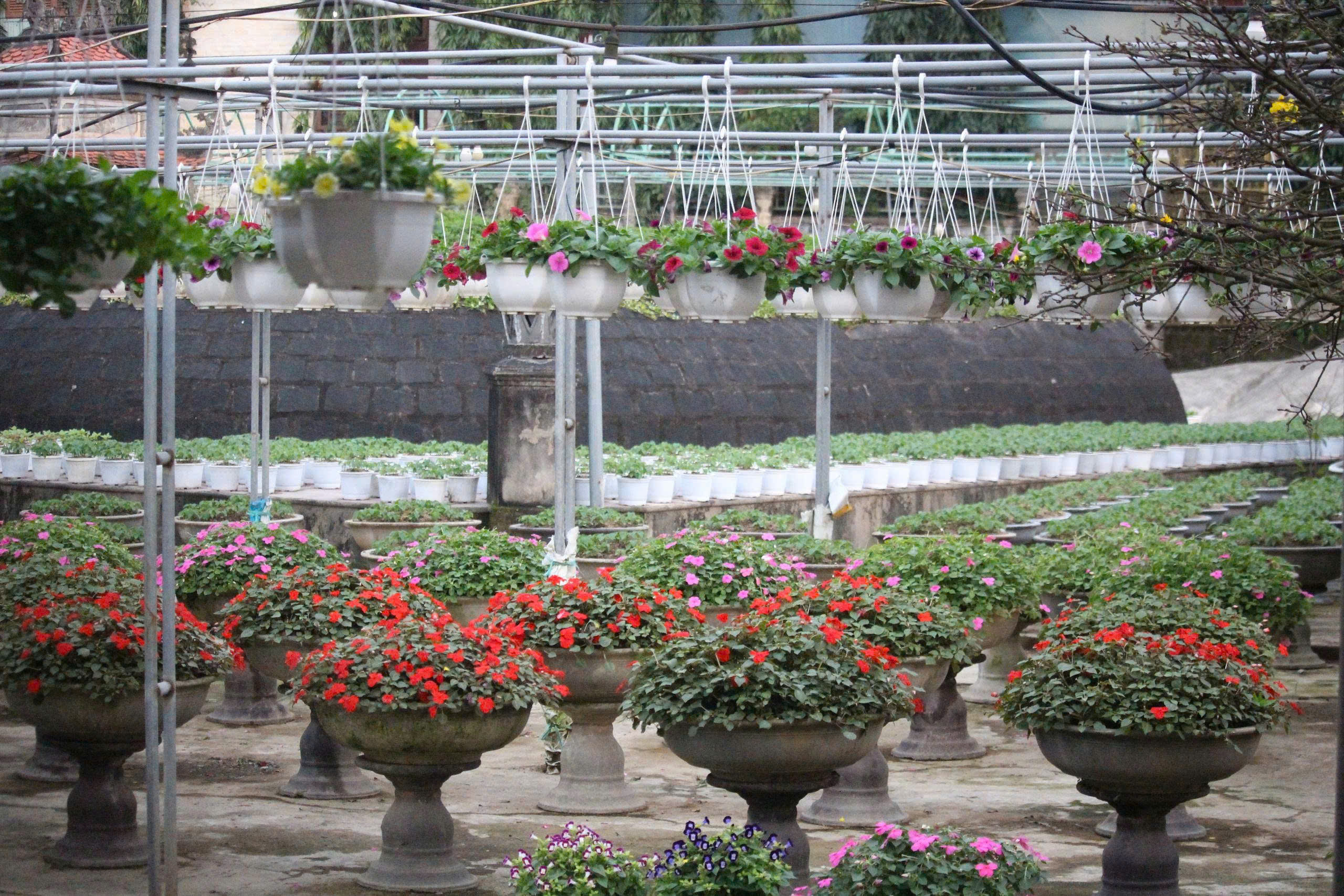 Cận Tết ở làng trồng hoa nổi tiếng bên bờ sông Hiếu- Ảnh 3.