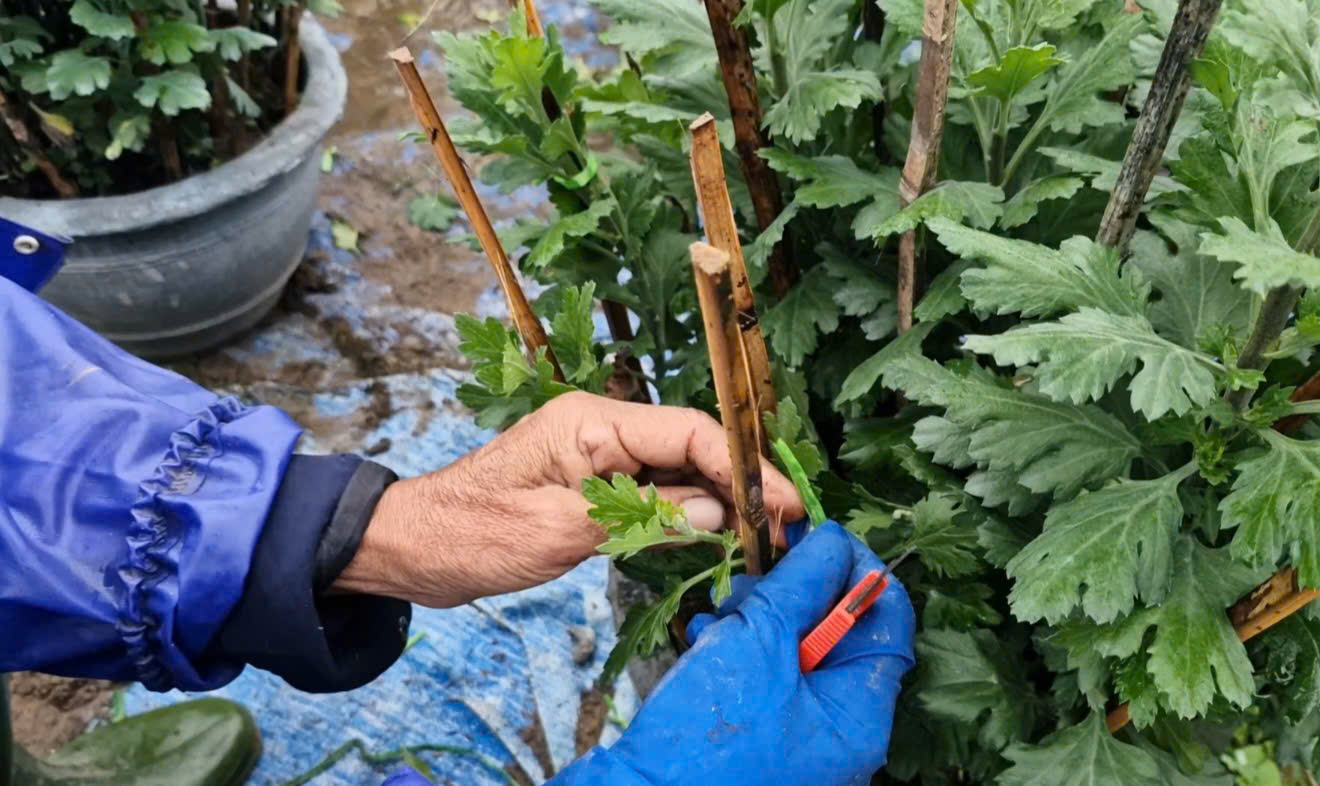 Cận Tết ở làng trồng hoa nổi tiếng bên bờ sông Hiếu- Ảnh 2.