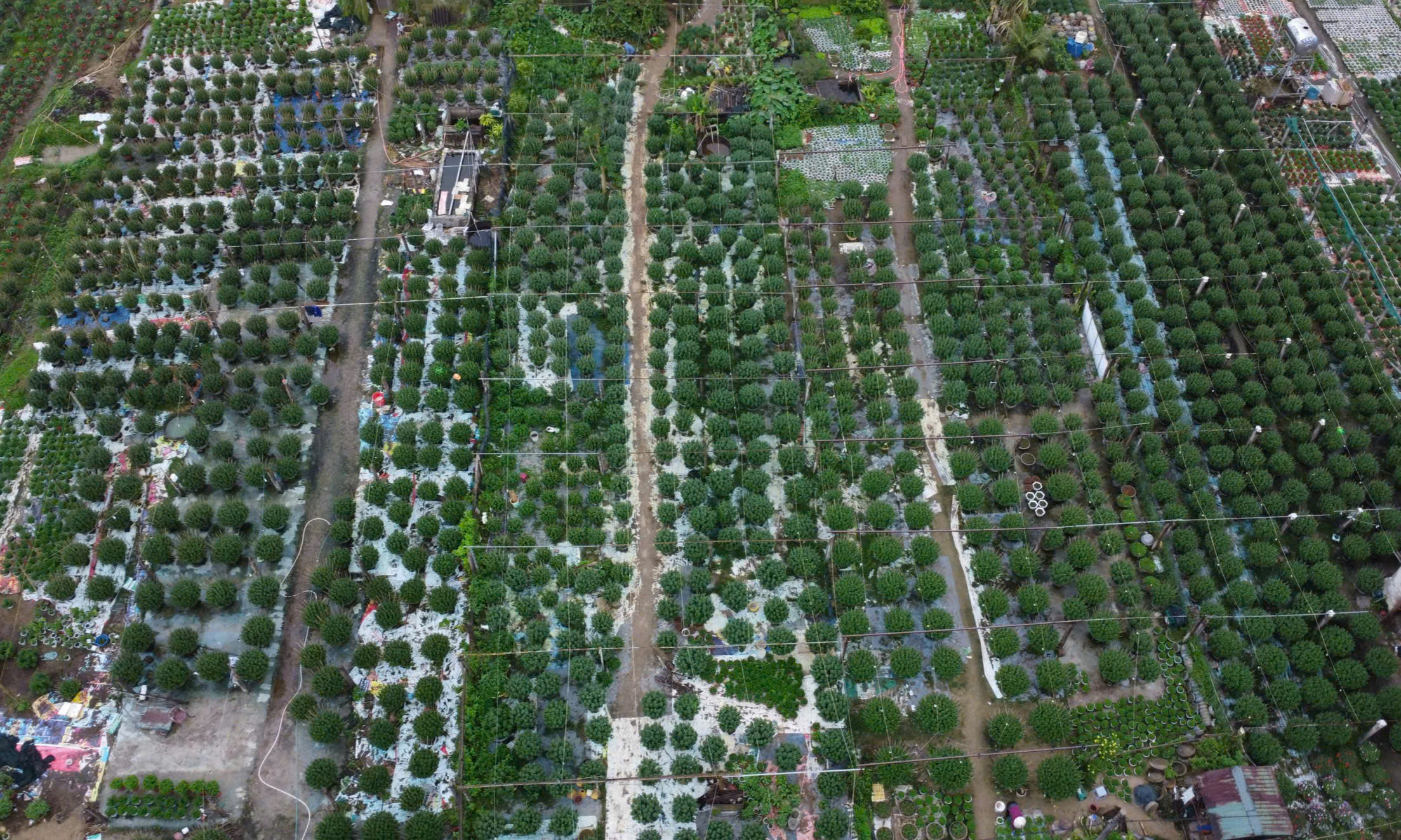 Cận Tết ở làng trồng hoa nổi tiếng bên bờ sông Hiếu- Ảnh 4.