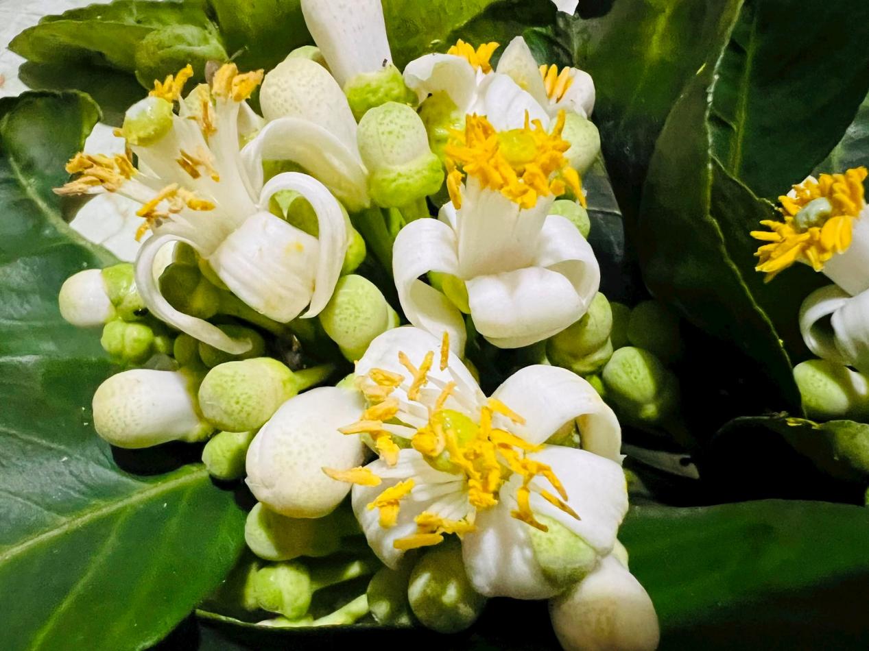 Hoa bưởi: Những lợi ích sức khỏe ít người biết- Ảnh 1.