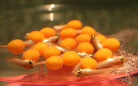 Thực hiện gần 3.000 ca phẫu thuật trong 1 ngày Tết- Ảnh 3.