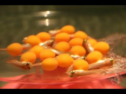 13 người nhập viện sau ăn trứng cá cảnh, Bộ Y tế yêu cầu làm rõ nguyên nhân gây ngộ độc- Ảnh 1.