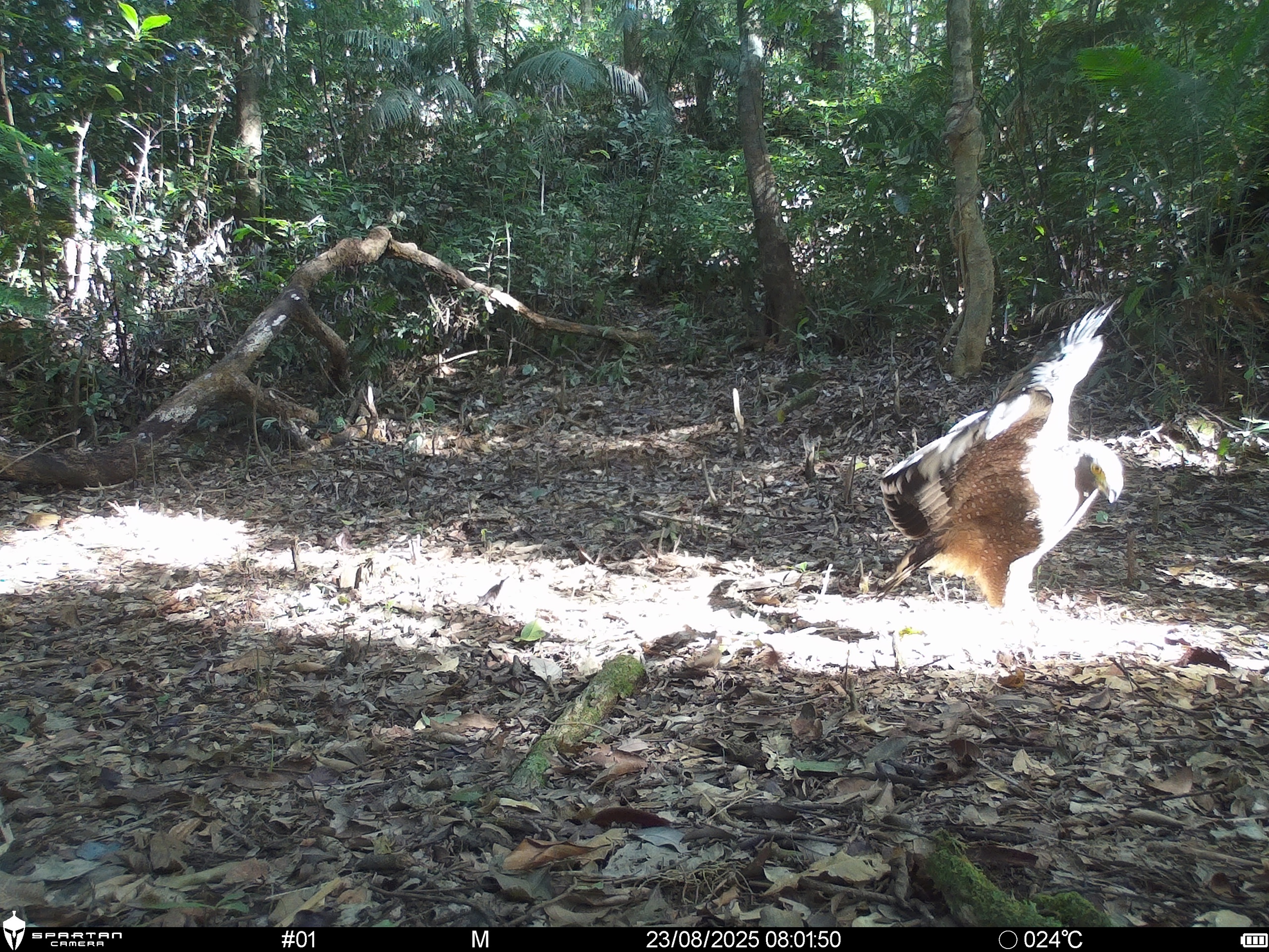 Hình ảnh mới nhất về những loài chim quý hiếm vừa được ghi nhận qua bẫy ảnh- Ảnh 1.