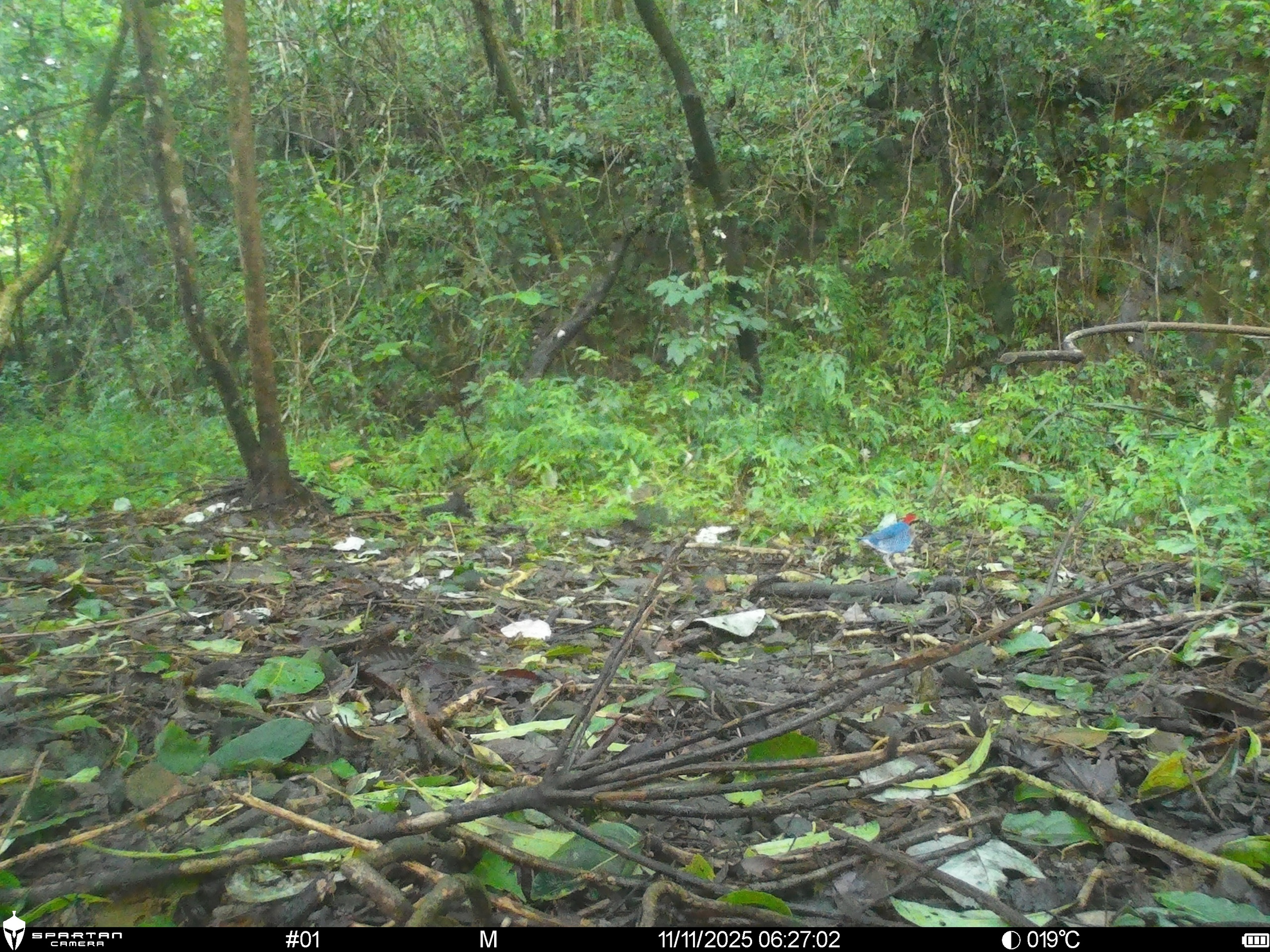 Hình ảnh mới nhất về những loài chim quý hiếm vừa được ghi nhận qua bẫy ảnh- Ảnh 2.