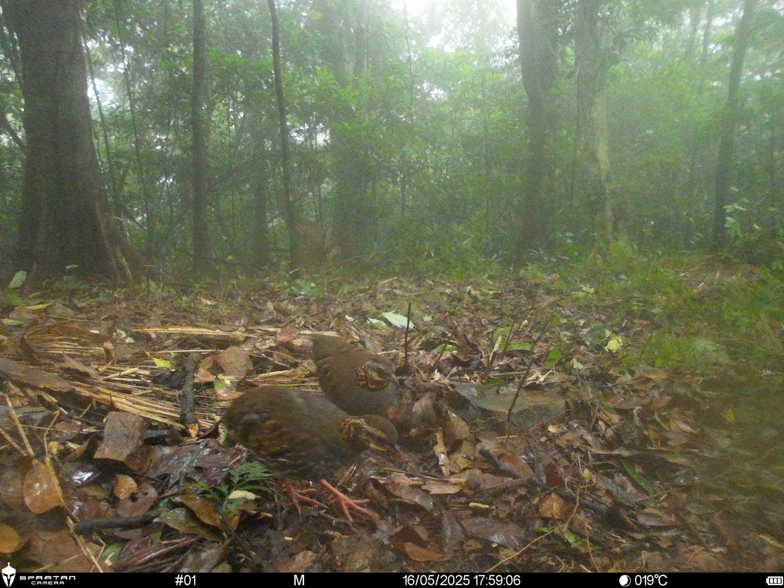 Hình ảnh mới nhất về những loài chim quý hiếm vừa được ghi nhận qua bẫy ảnh- Ảnh 7.