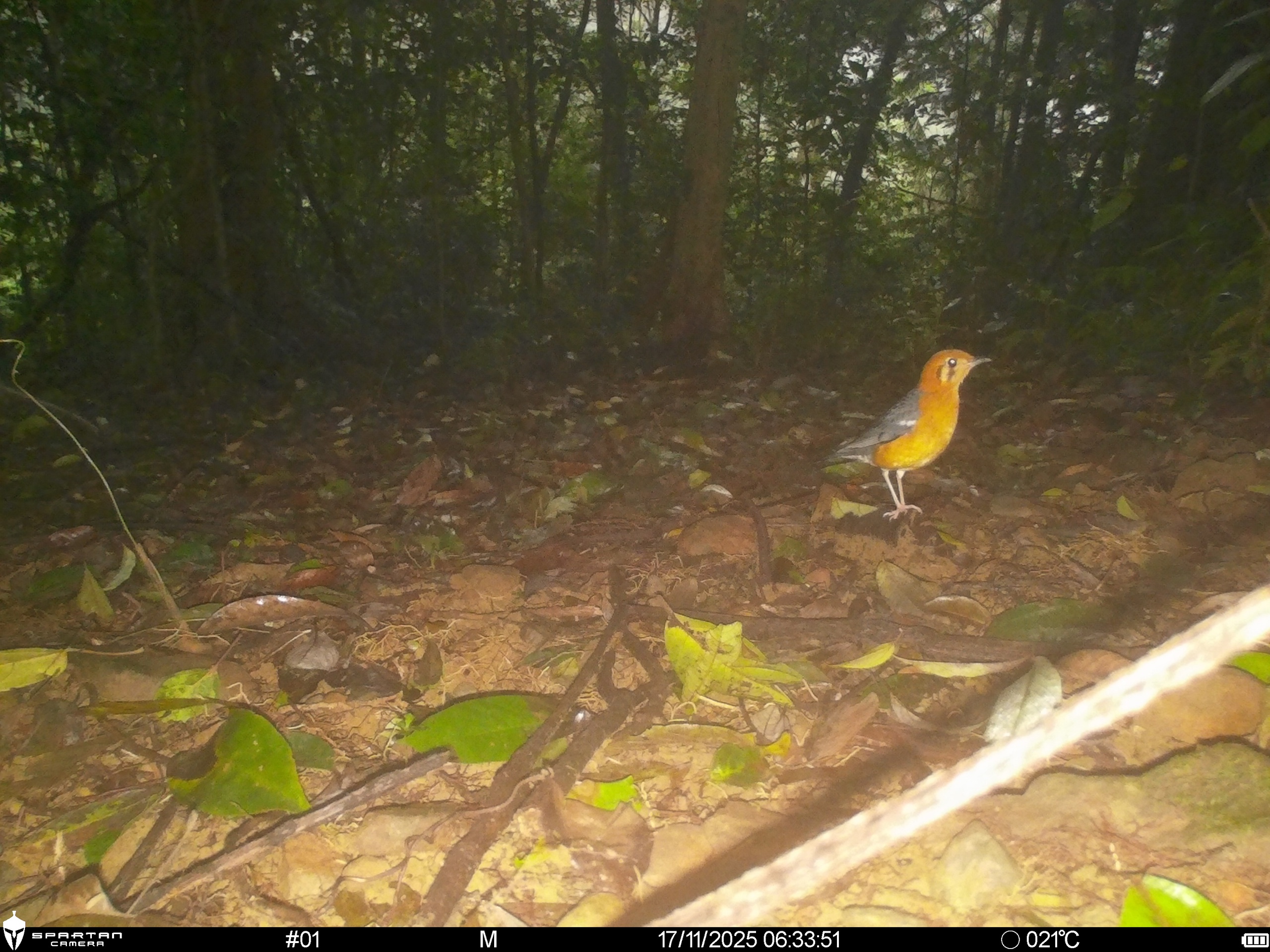 Hình ảnh mới nhất về những loài chim quý hiếm vừa được ghi nhận qua bẫy ảnh- Ảnh 5.