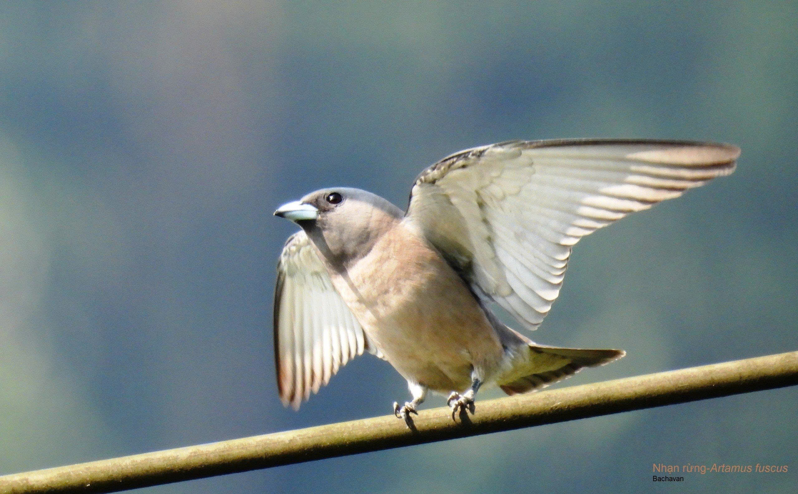 Hình ảnh mới nhất về những loài chim quý hiếm vừa được ghi nhận qua bẫy ảnh- Ảnh 13.