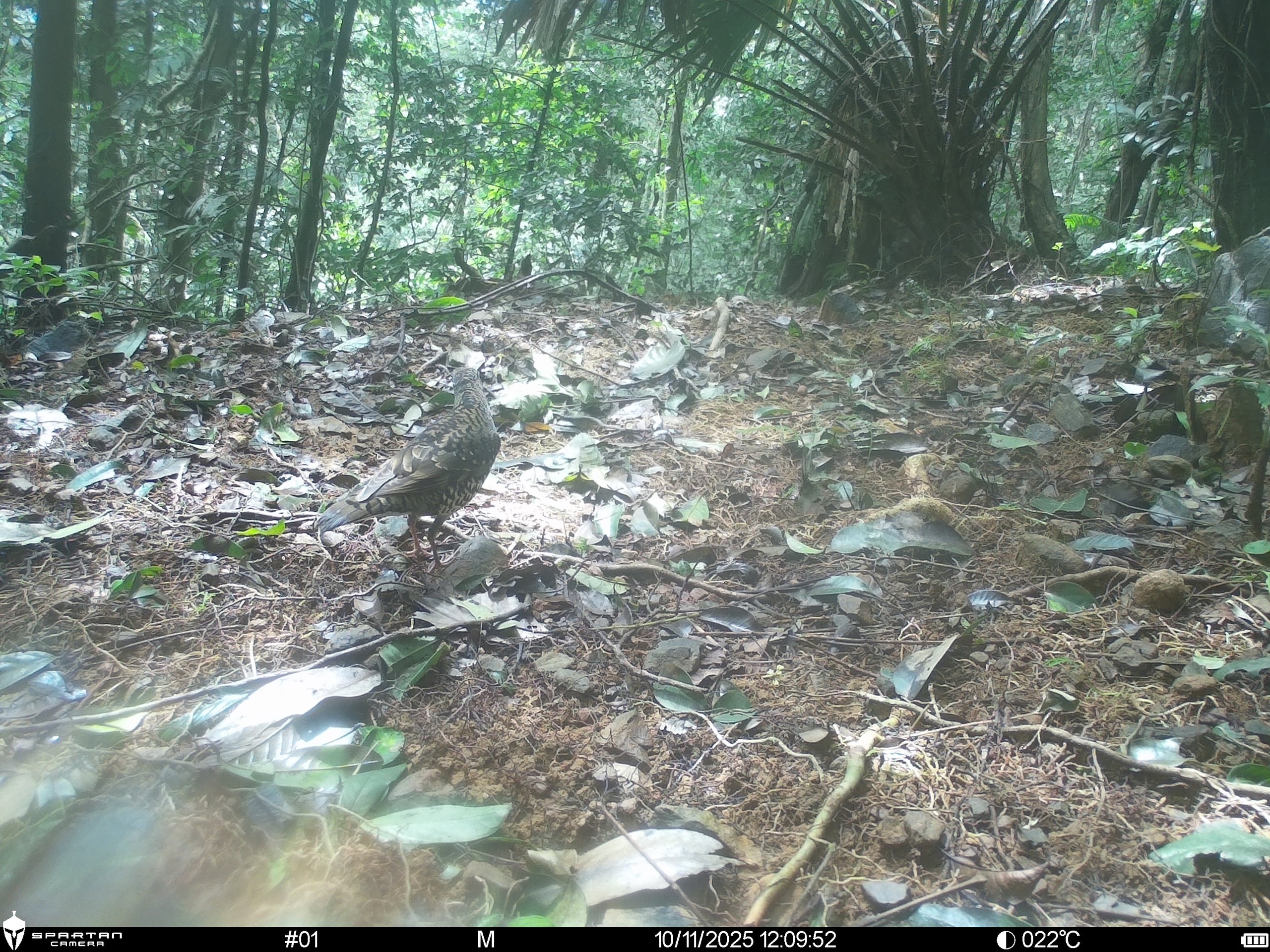 Hình ảnh mới nhất về những loài chim quý hiếm vừa được ghi nhận qua bẫy ảnh- Ảnh 3.