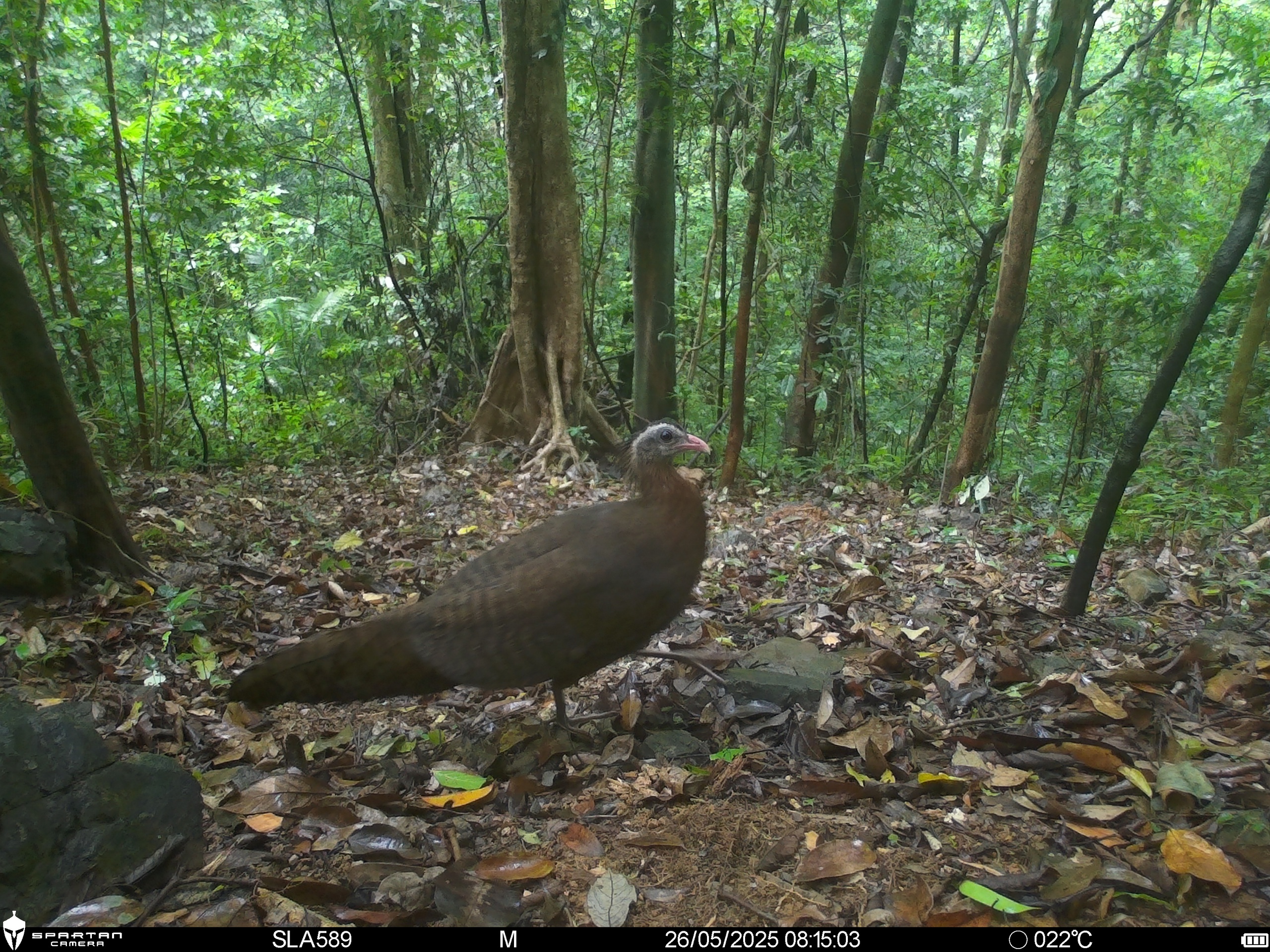 Hình ảnh mới nhất về những loài chim quý hiếm vừa được ghi nhận qua bẫy ảnh- Ảnh 6.