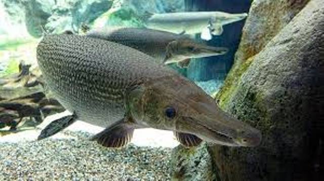 Sở Y tế Thanh Hóa thông tin về 10 bệnh nhân ngộ độc sau ăn cá Phúc Lộc Thọ- Ảnh 1.