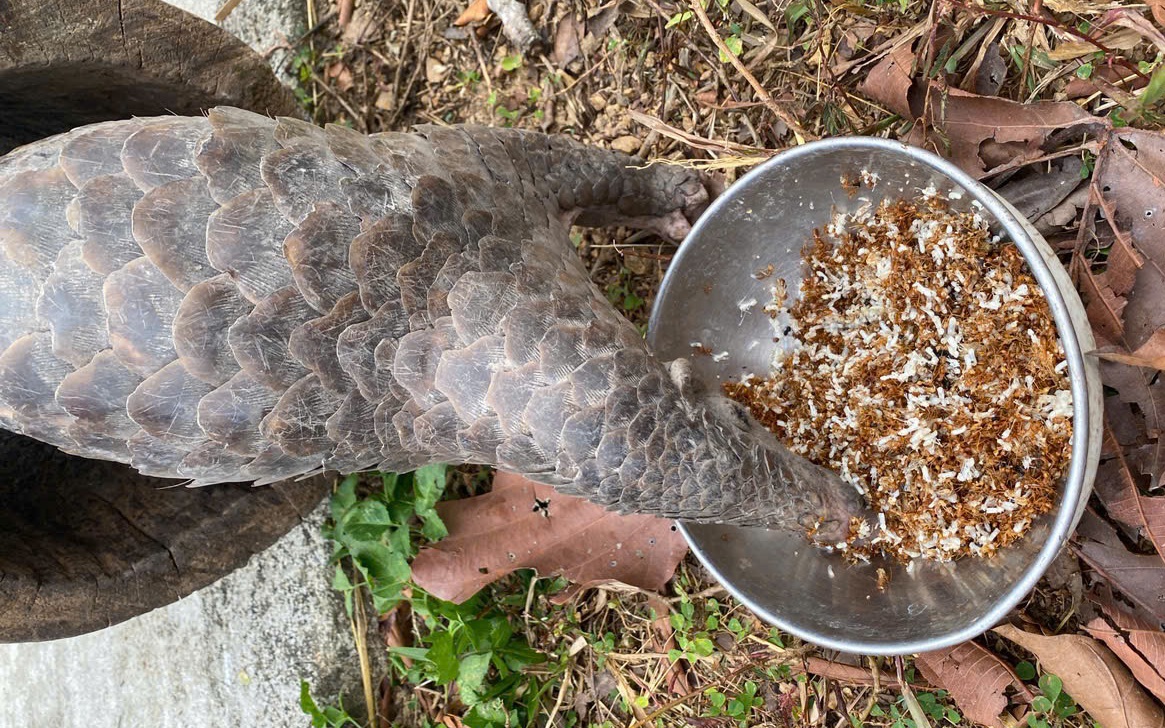 Video: Bồi bổ đặc biệt cho động vật quý hiếm