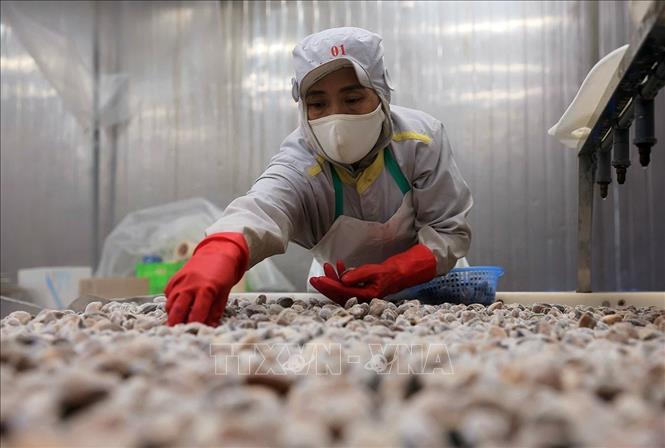 Mở rộng dư địa xuất khẩu nông lâm thủy sản, hướng tới mục tiêu 74 tỷ USD- Ảnh 1.