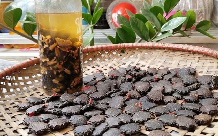 Bài thuốc quý từ loại hạt có độc