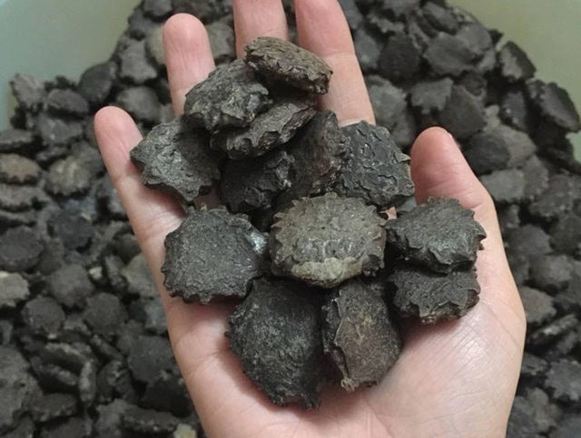 Bài thuốc quý từ loại hạt có độc- Ảnh 1. hat-gac-1