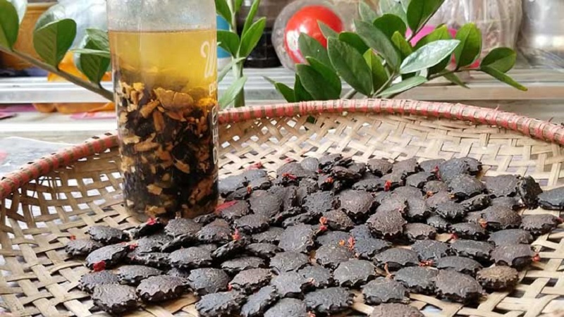 Bài thuốc quý từ loại hạt có độc- Ảnh 3. 20230601_hat-gac-1