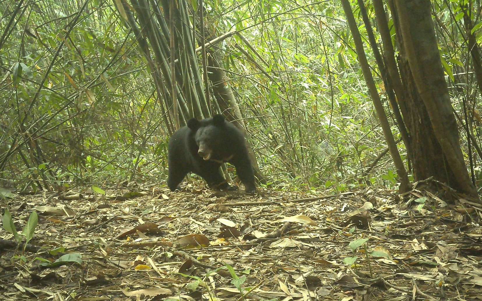 Nhiều động vật quý hiếm xuất hiện trong rừng ở Quảng Ngãi báo hiệu điều gì?