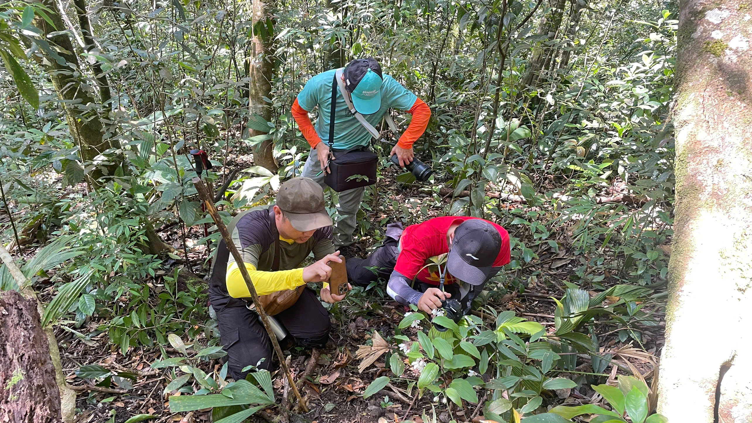 Lộ diện Diệp hạ châu Việt Nam tại Khu Dự trữ thiên nhiên ở Huế- Ảnh 2.