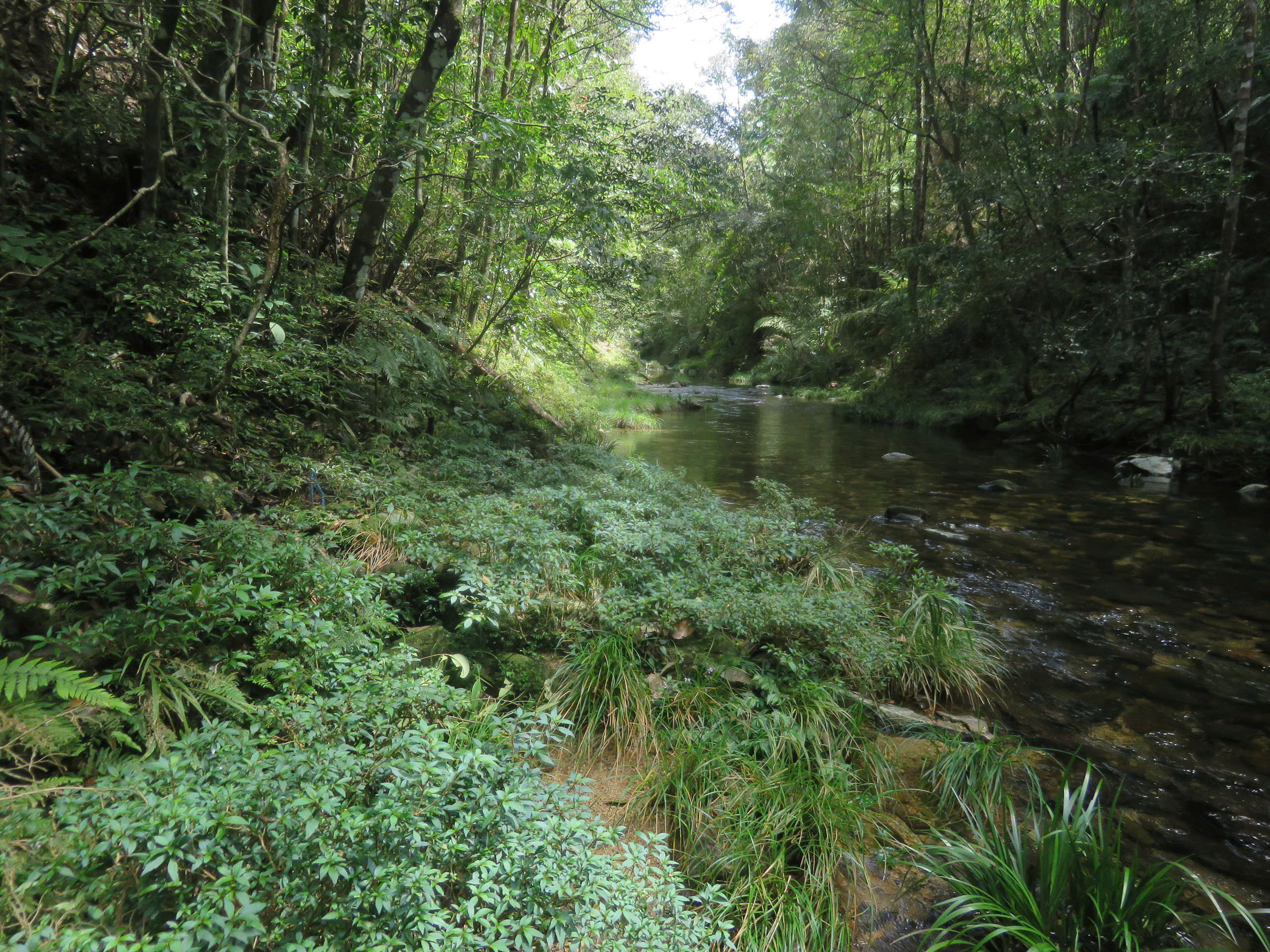 Lộ diện Diệp hạ châu Việt Nam tại Khu Dự trữ thiên nhiên ở Huế- Ảnh 5.