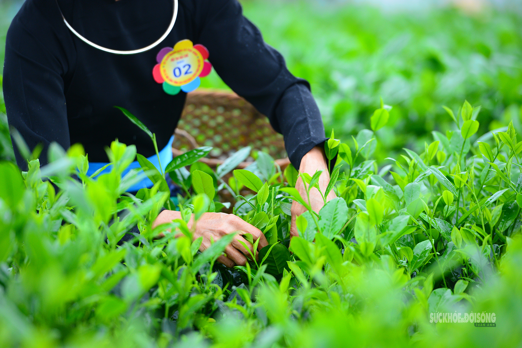 Vui hái chè dưới tiếng đàn Tính giữa đất trời ATK- Ảnh 8.