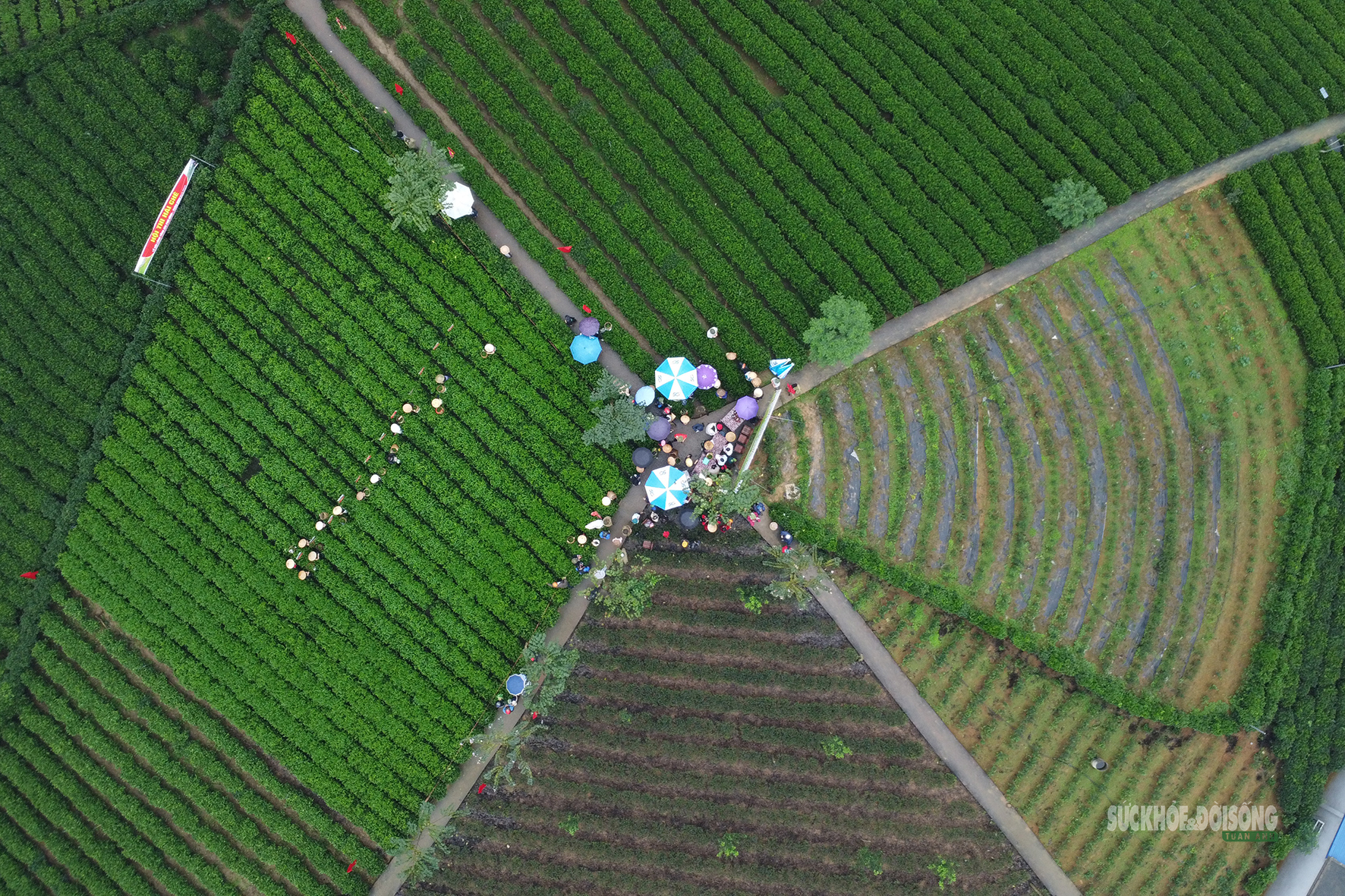 Vui hái chè dưới tiếng đàn Tính giữa đất trời ATK- Ảnh 4.