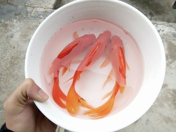 Cúng ông Công ông Táo: Hóa cá giấy hay thả cá chép sống?- Ảnh 2. Cúng ông Công ông Táo: Hóa cá giấy hay thả cá chép sống?- Ảnh 2.