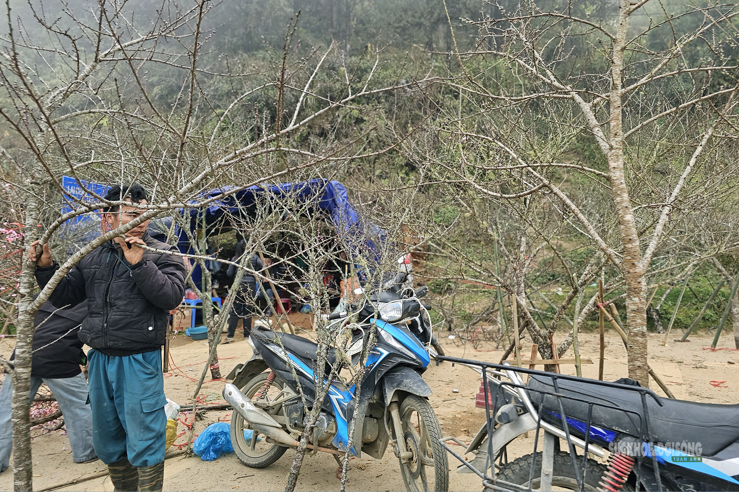 Nhịp xuân trên chợ đào đá Sa Pa- Ảnh 8. Nhịp xuân trên chợ đào đá Sa Pa- Ảnh 8.