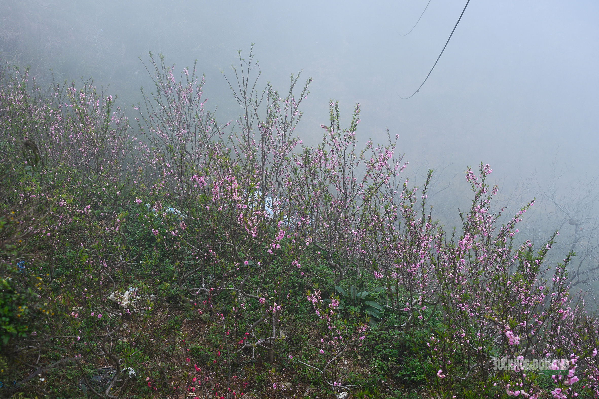 Nhịp xuân trên chợ đào đá Sa Pa- Ảnh 4. Nhịp xuân trên chợ đào đá Sa Pa- Ảnh 4.