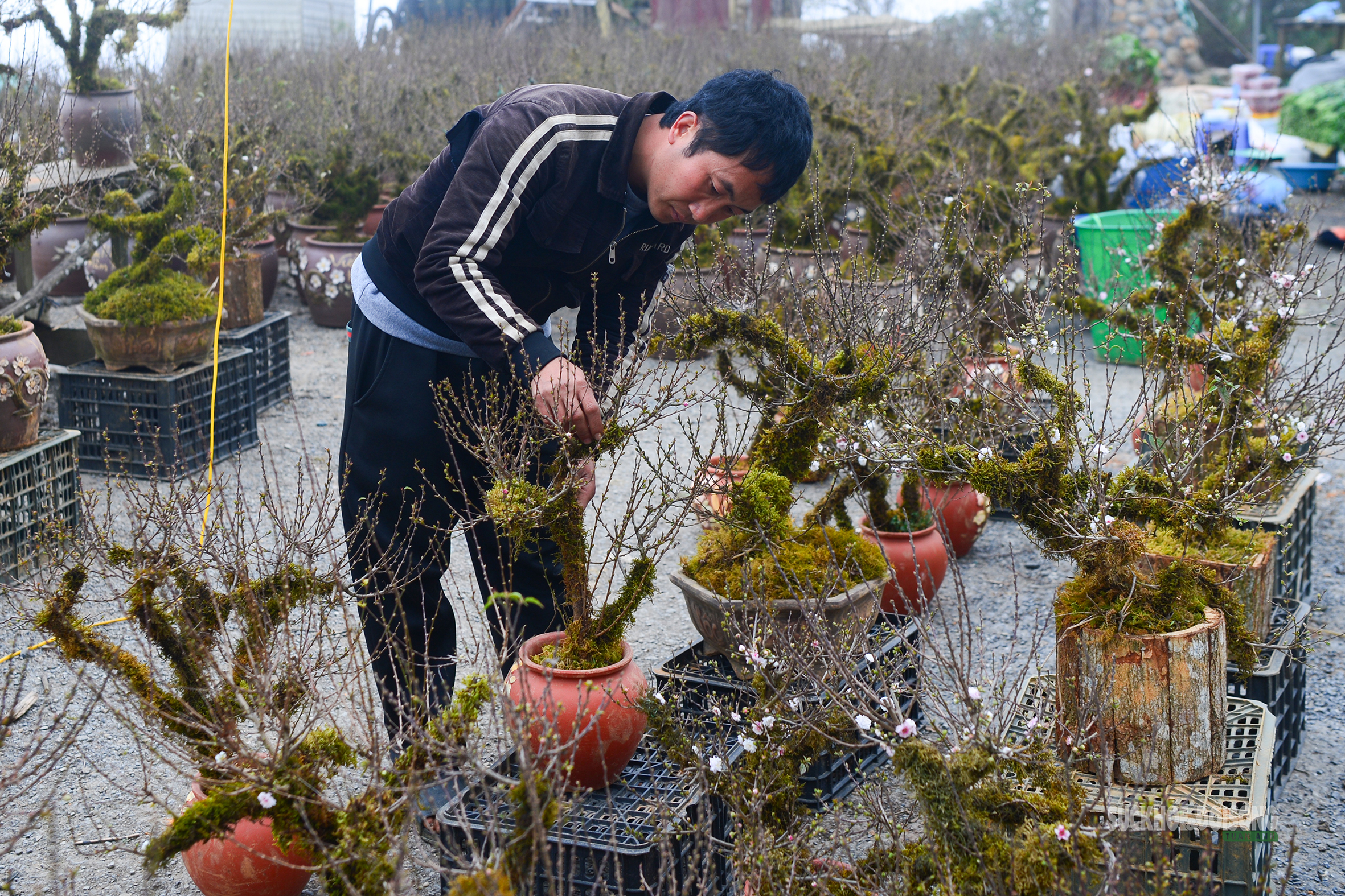 Nhịp xuân trên chợ đào đá Sa Pa- Ảnh 2. Nhịp xuân trên chợ đào đá Sa Pa- Ảnh 2.