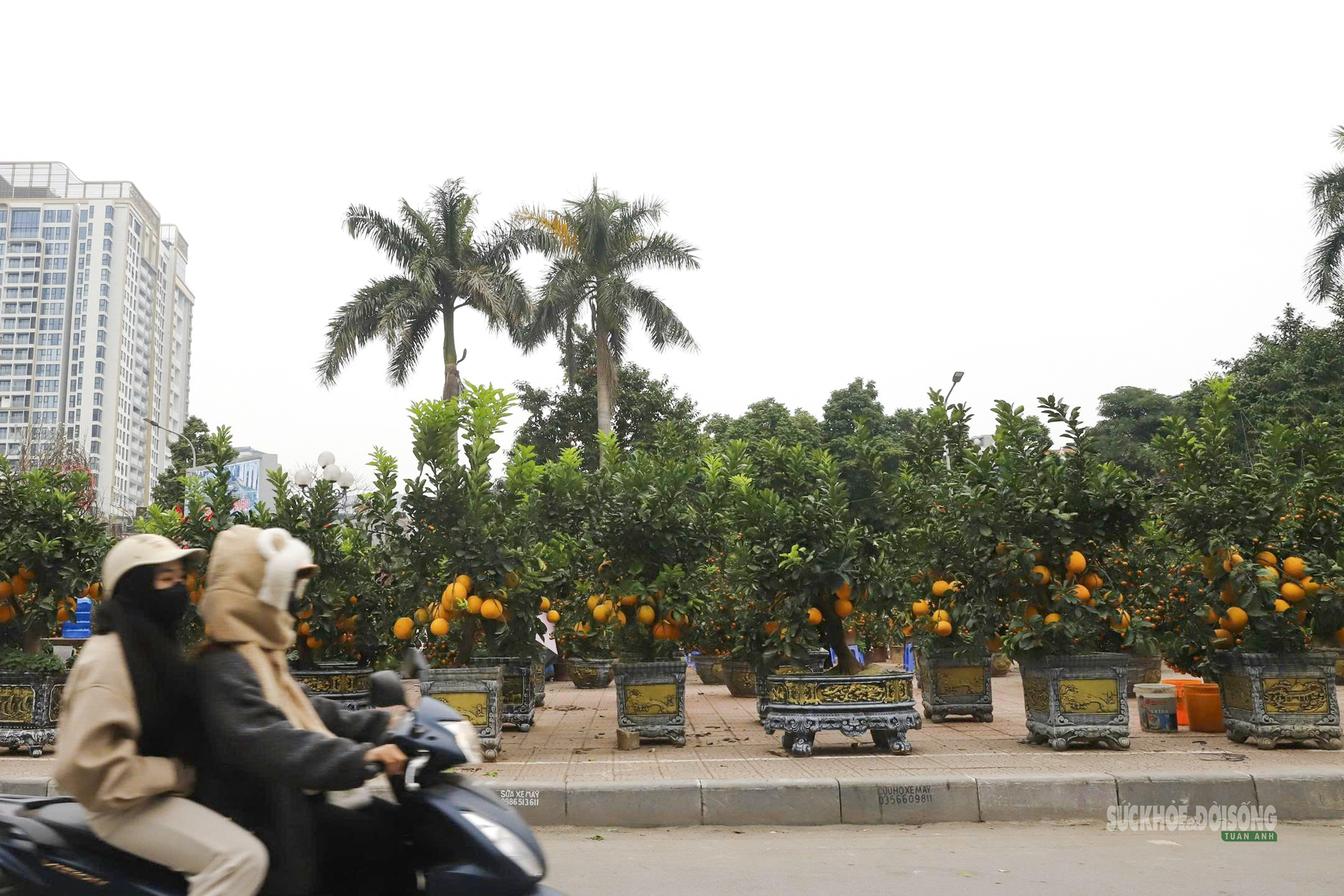 Bưởi vàng xuống phố, báo hiệu mùa Tết đã rất gần- Ảnh 7.