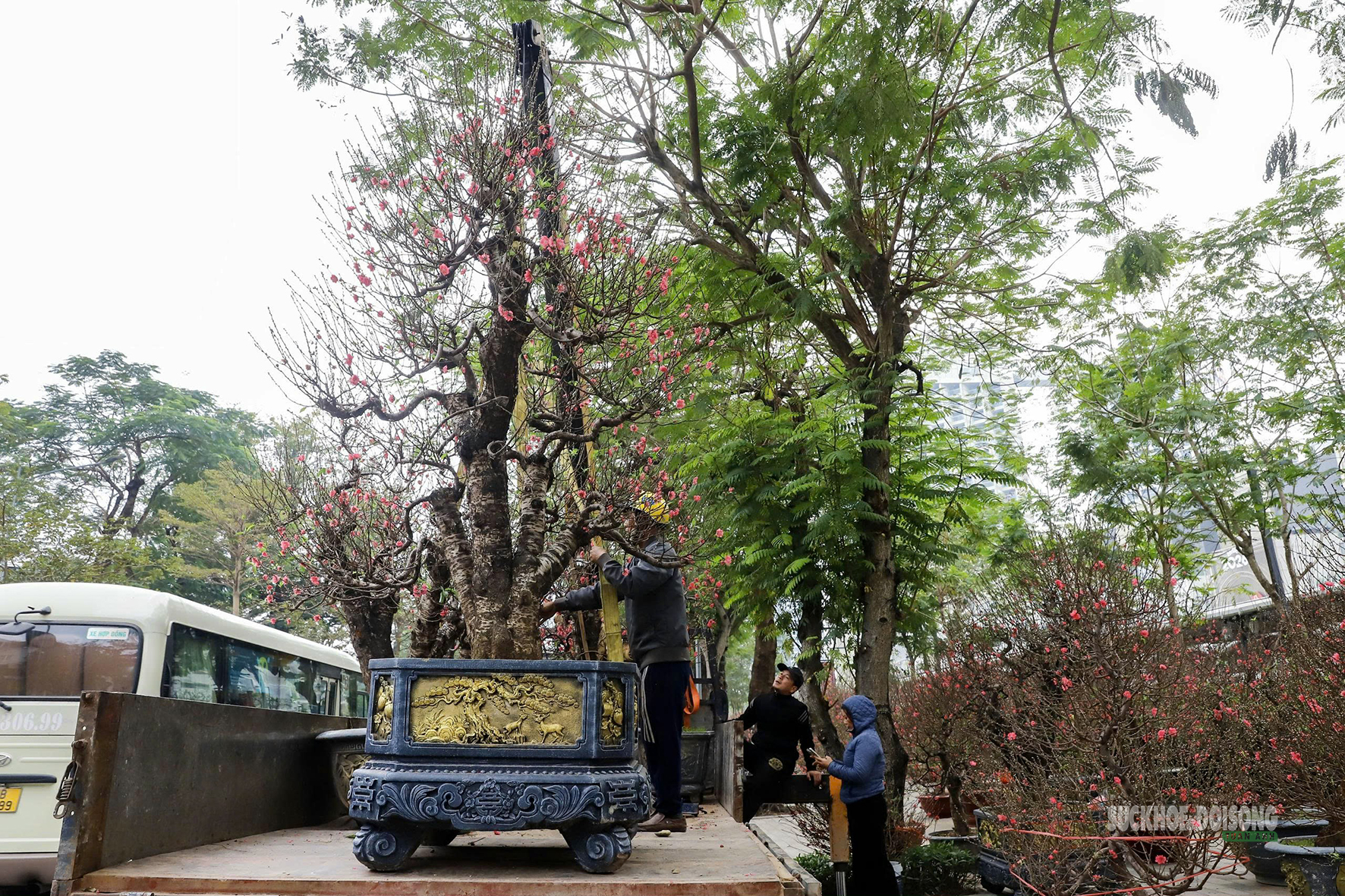 Bưởi vàng xuống phố, báo hiệu mùa Tết đã rất gần- Ảnh 10.