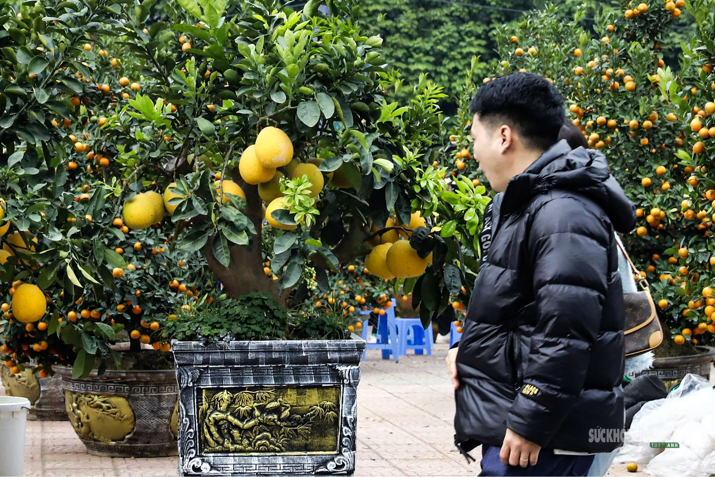 Bưởi vàng xuống phố, báo hiệu mùa Tết đã rất gần- Ảnh 4.