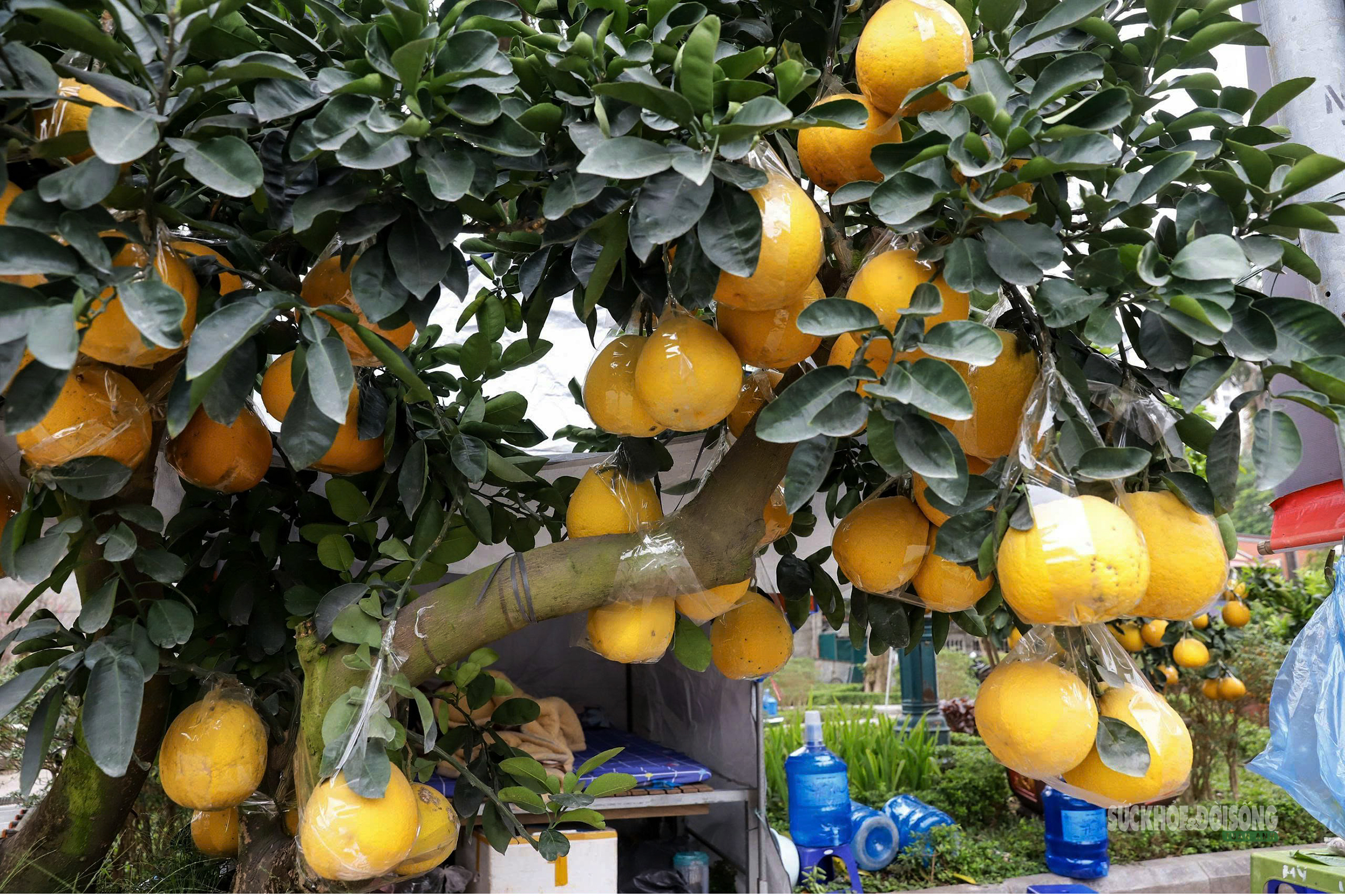 Bưởi vàng xuống phố, báo hiệu mùa Tết đã rất gần- Ảnh 8.